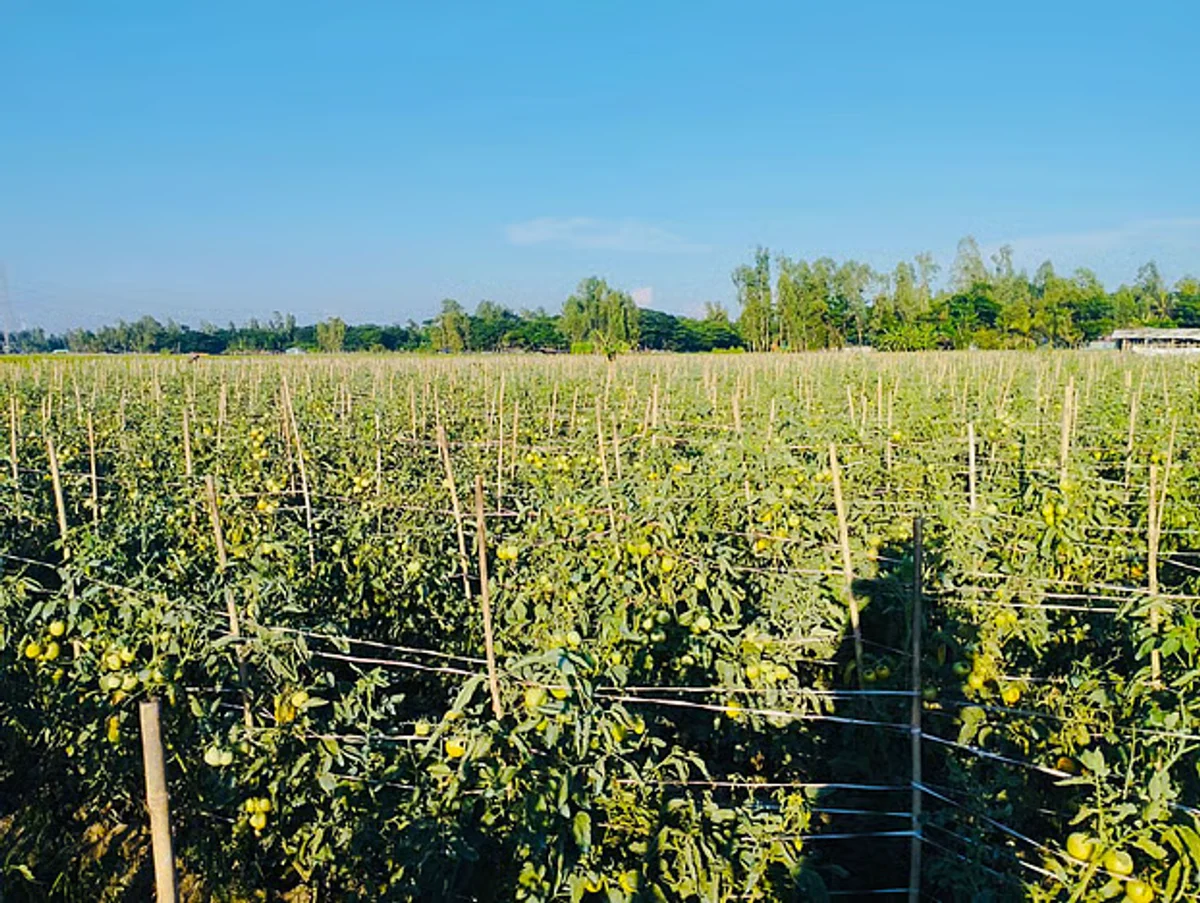 Early tomato harvest pays off for risk-taking farmers in Banshkhali