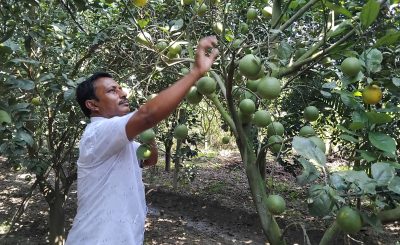 From 2.5 bighas to 200, Natore farmer builds fruit empire and changes village
