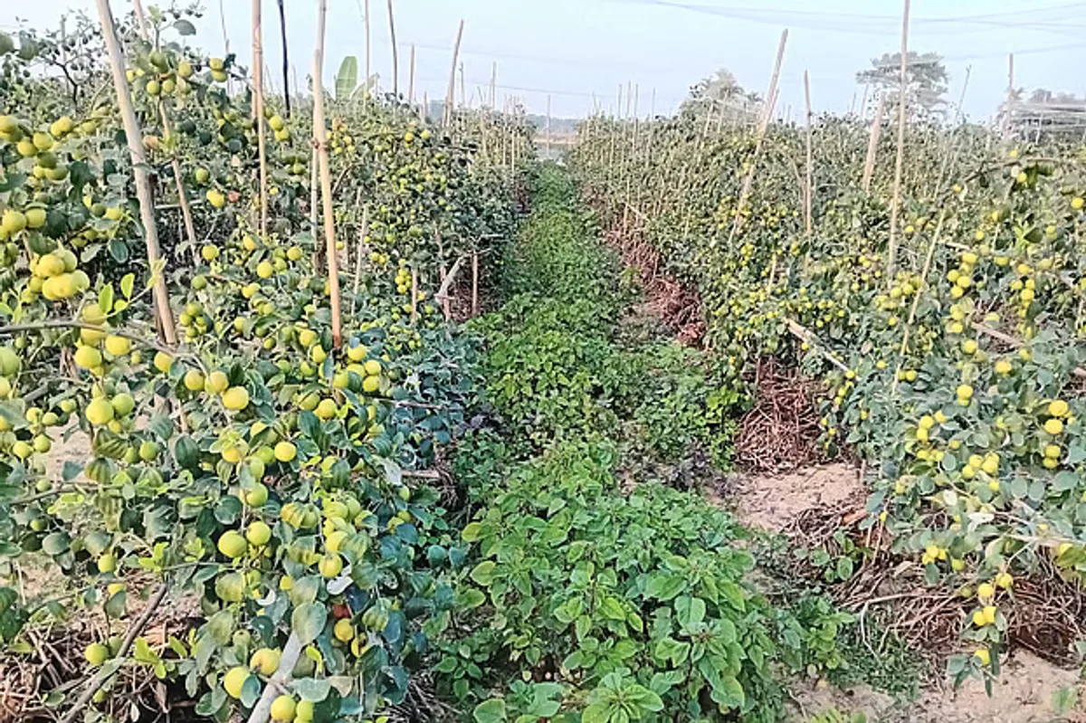 Juri farmer turns fallow plot into profitable apple, ber orchard