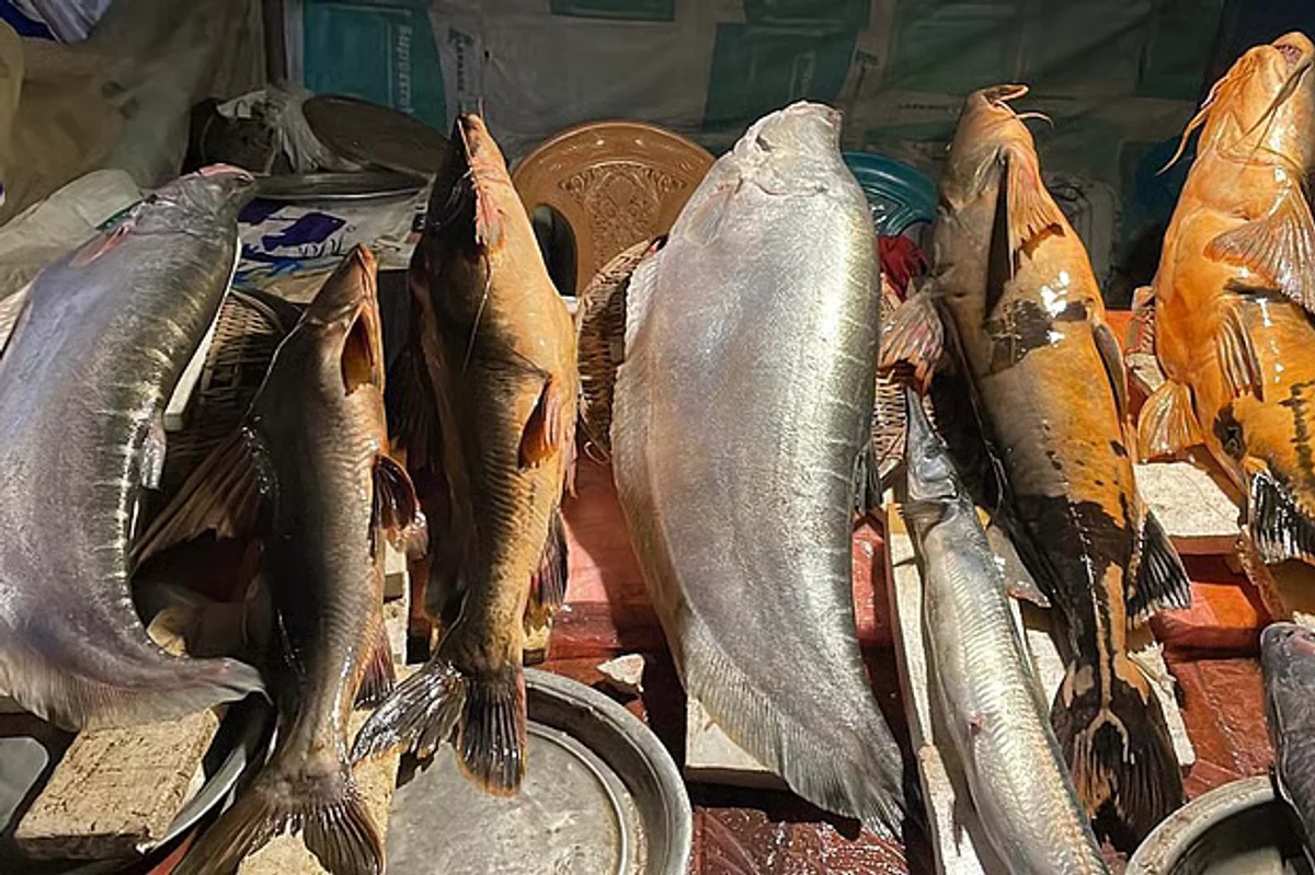 Century-old fish fair draws crowds in Sherpur for Poush Sankranti