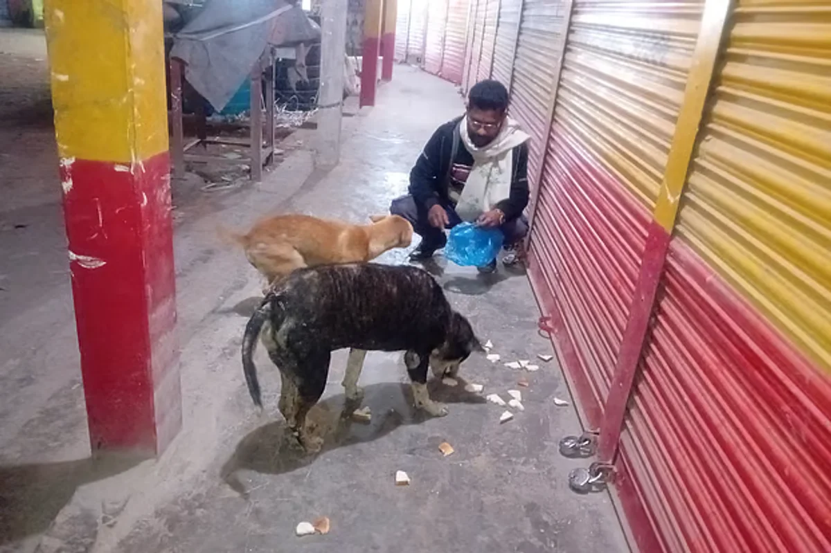 Moulvibazar man feeds street dogs every evening for two years
