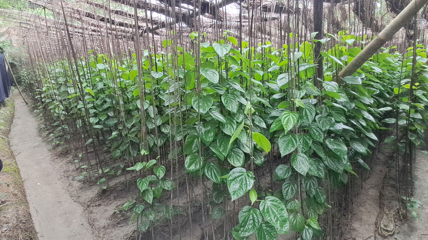 হাইমচরে ৫০ কোটি টাকার পান বিক্রি