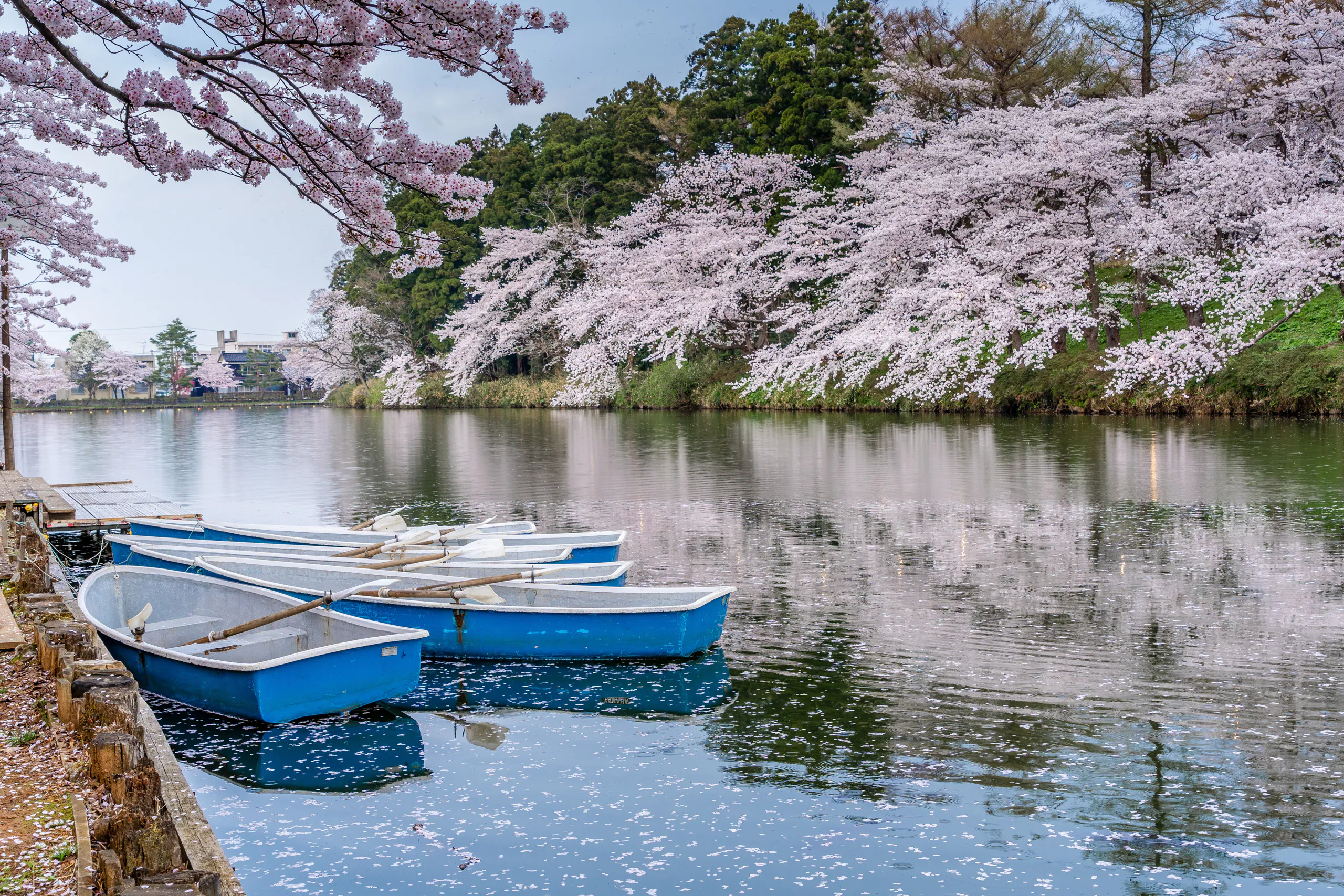 Cherry blossoms in Toronto and a Dhaka childhood under the krishnachura