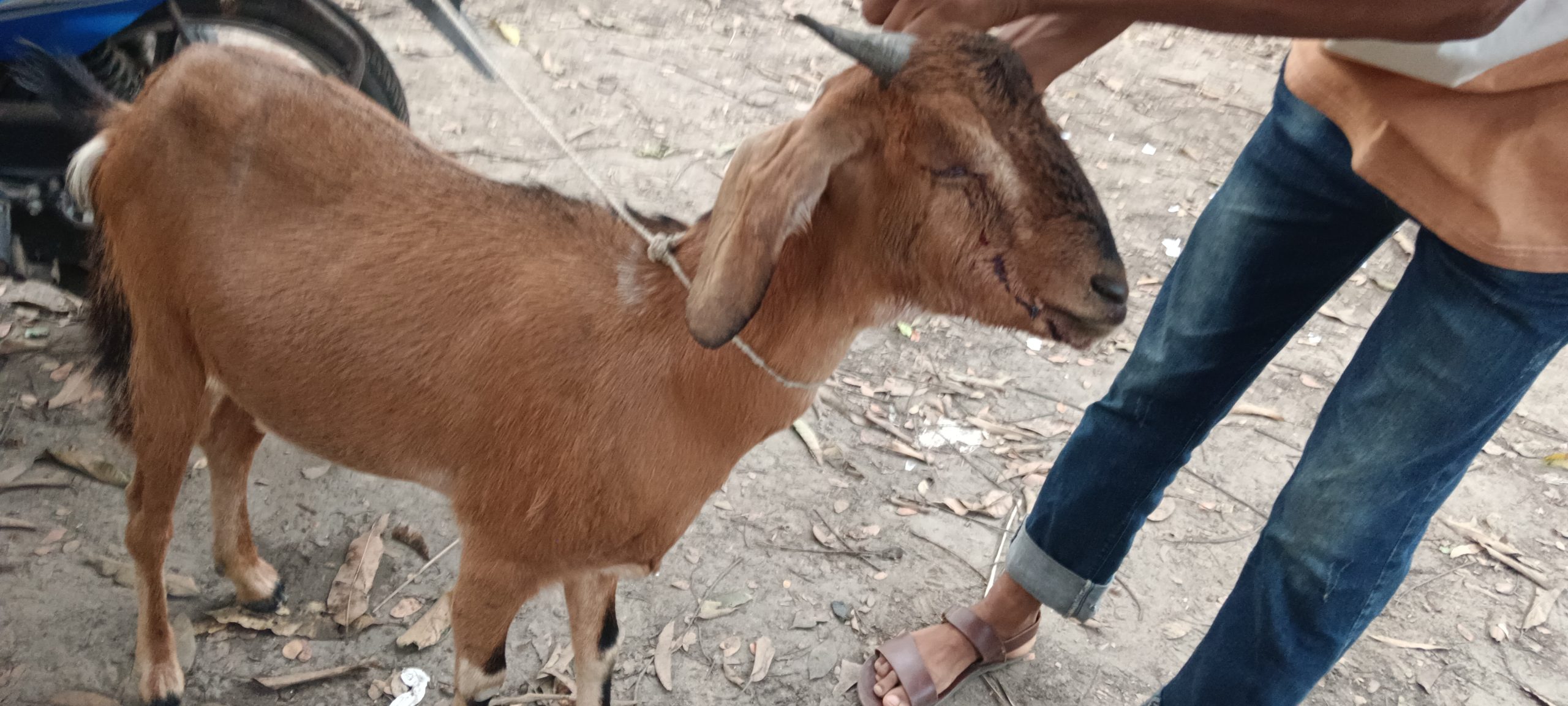 Man gouges out goat's eye for grazing in Chougachha