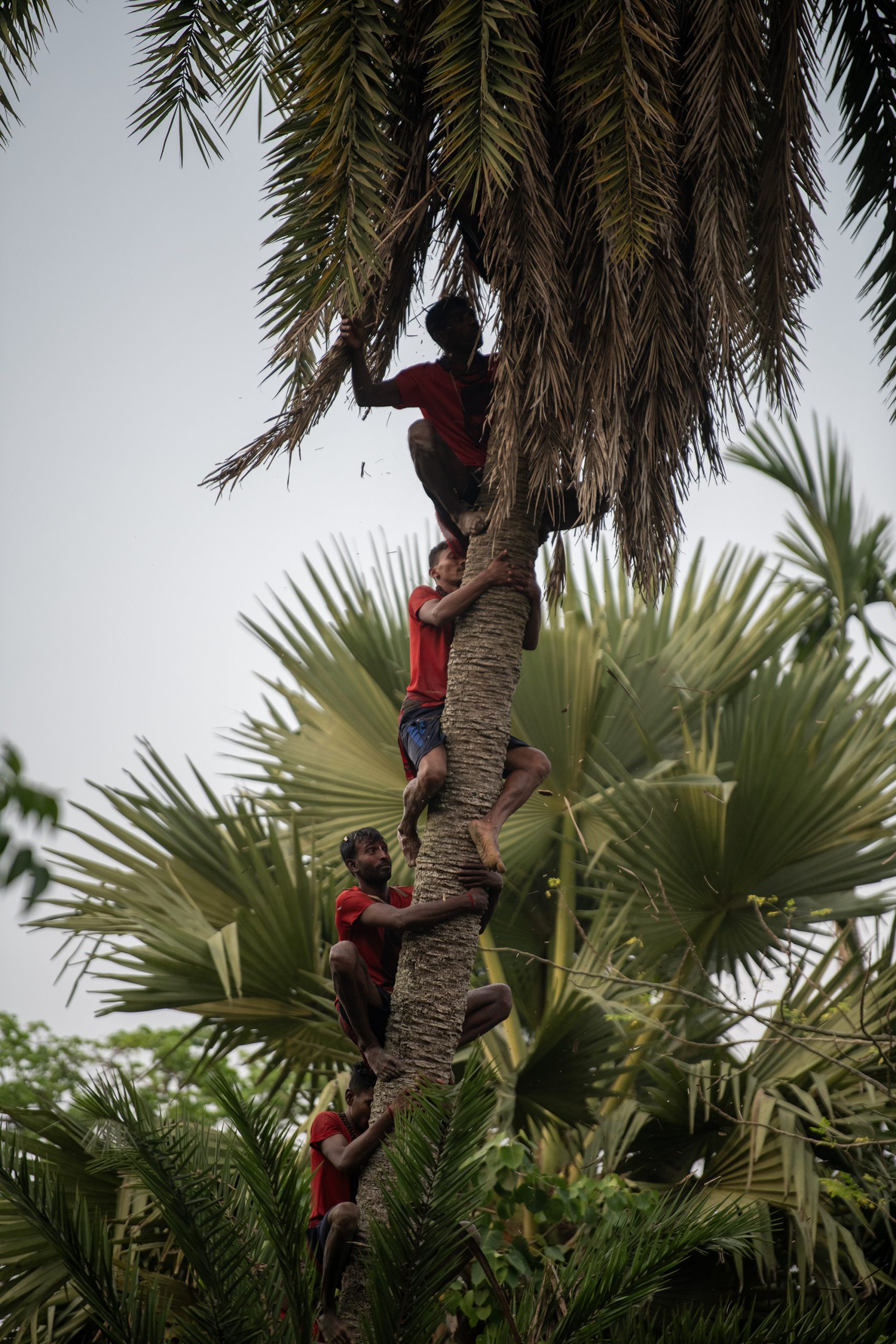 Chhatra Shibir leader dies after fall from date palm tree in Mirsharai