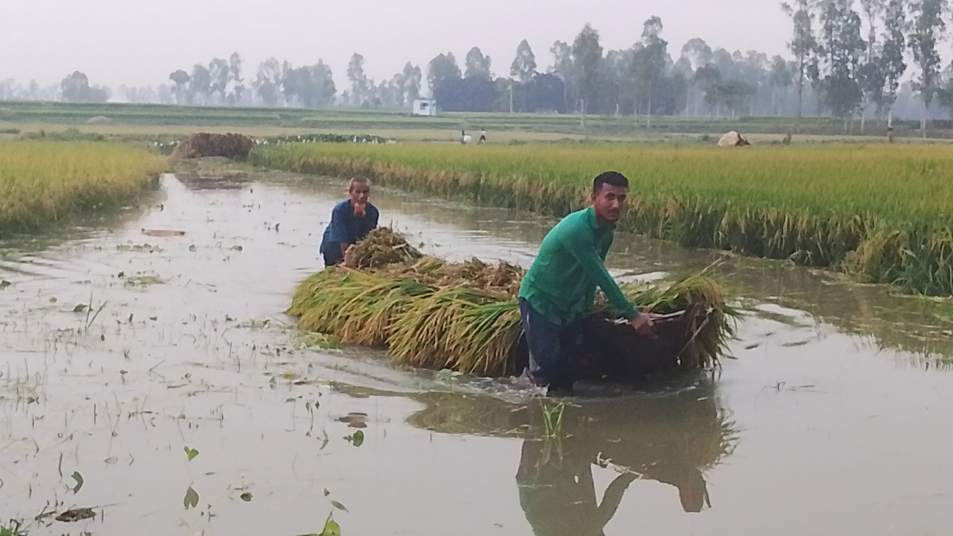 Floodwater submerges paddy in Pirganj; farmers demand sluice gates be opened