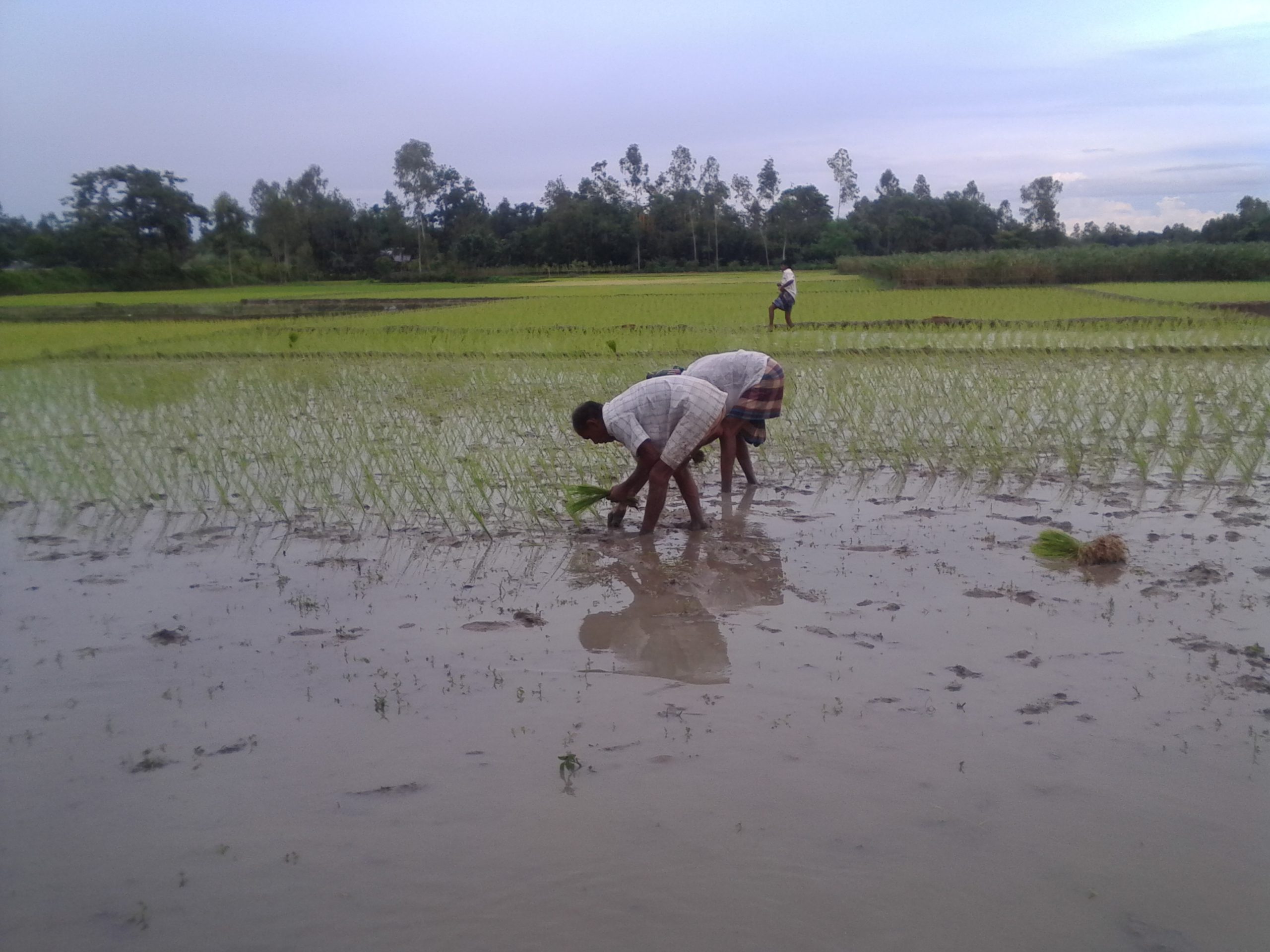 Rural Bangladesh faces farm-labor crisis as workers stream into cities