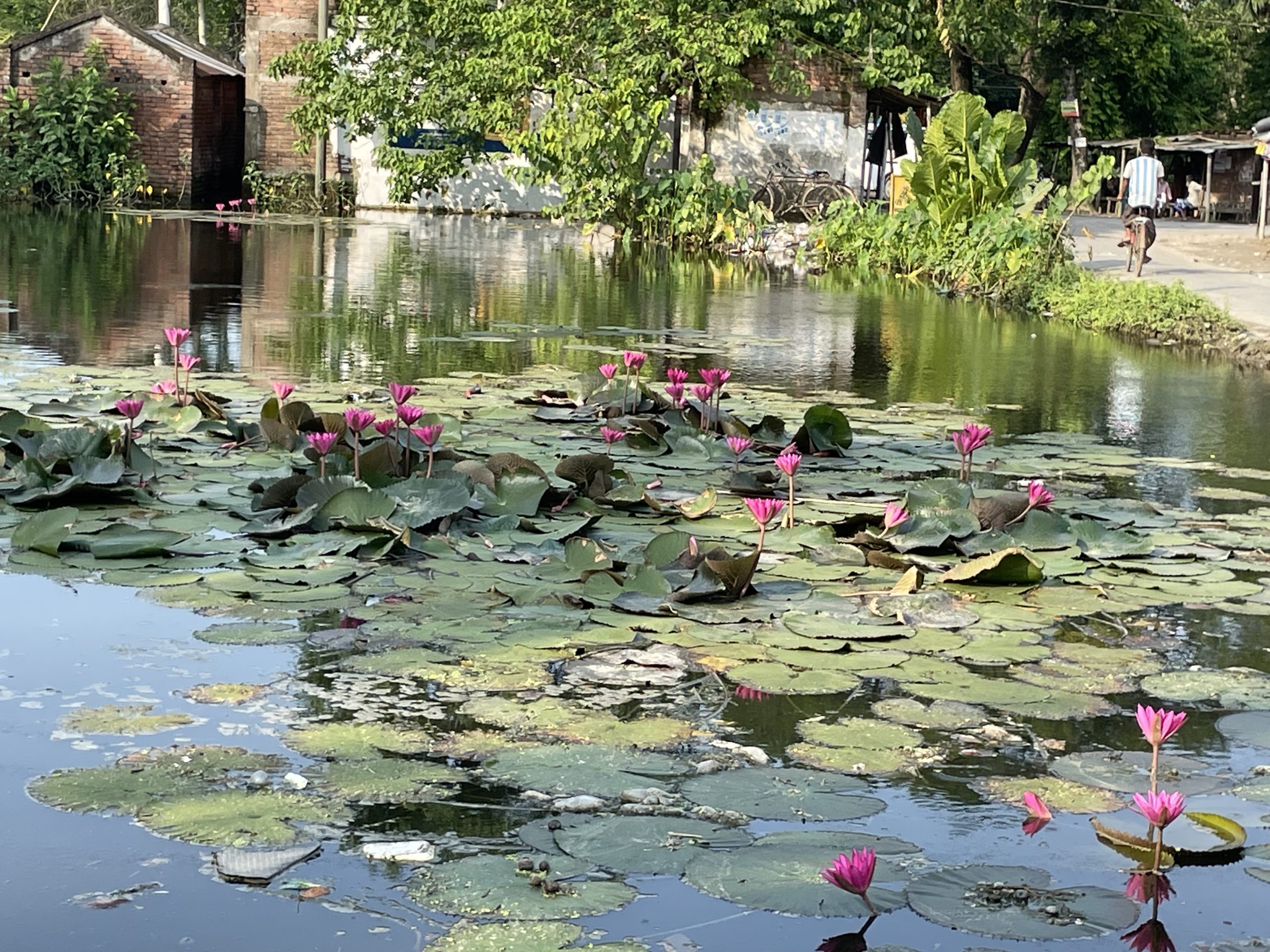Red lotus flowers disappear from rural Bengal but bloom in Chowgachha pond