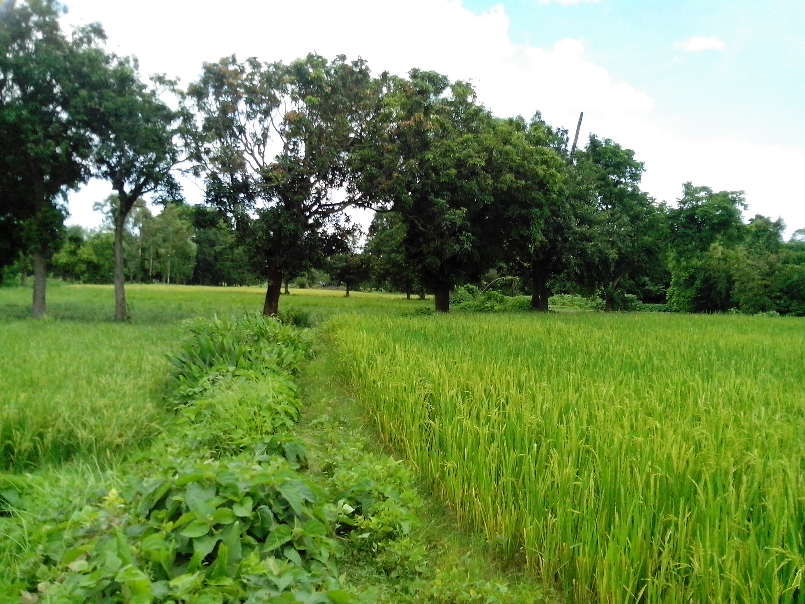 চুয়াডাঙ্গার আম বাজারে আসবে ১৩ মে, ক্যালেন্ডার প্রস্তুত