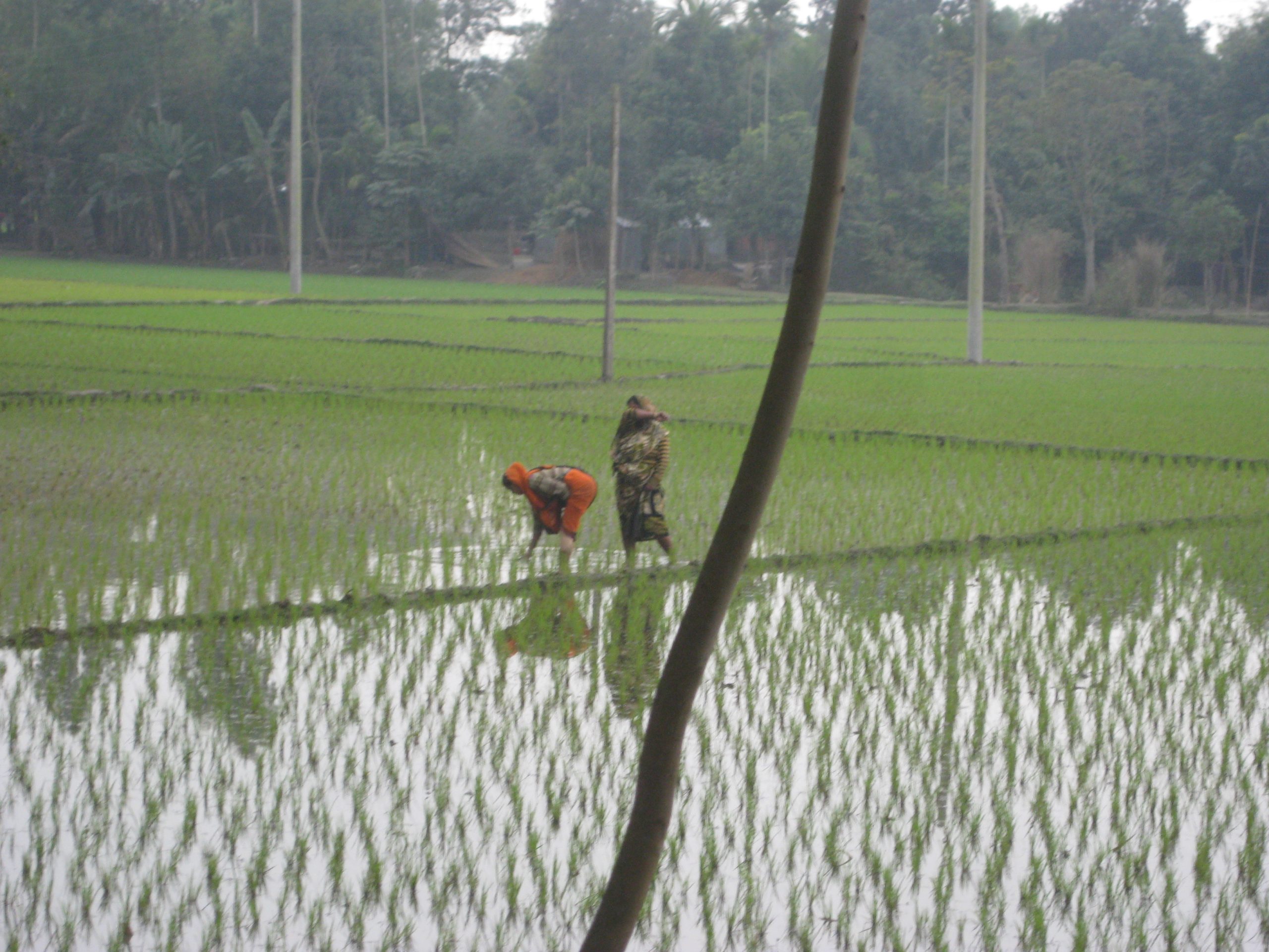 Tractor overturns in rice field while fleeing land office raid