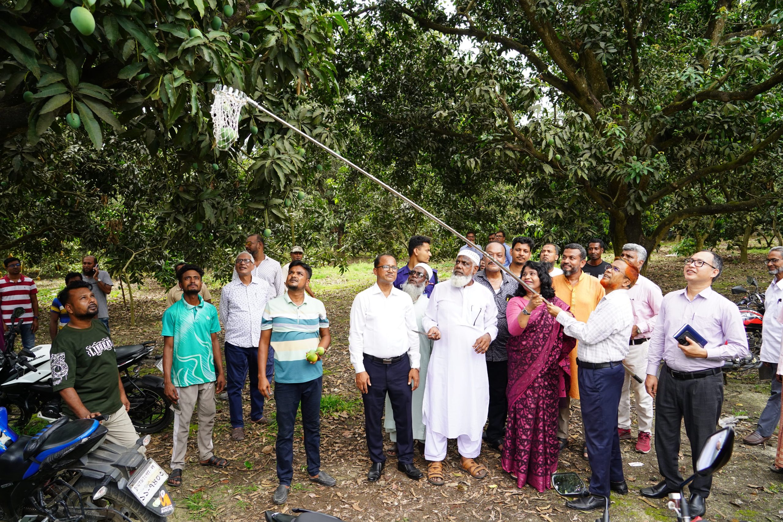 Chuadanga begins commercial mango harvest