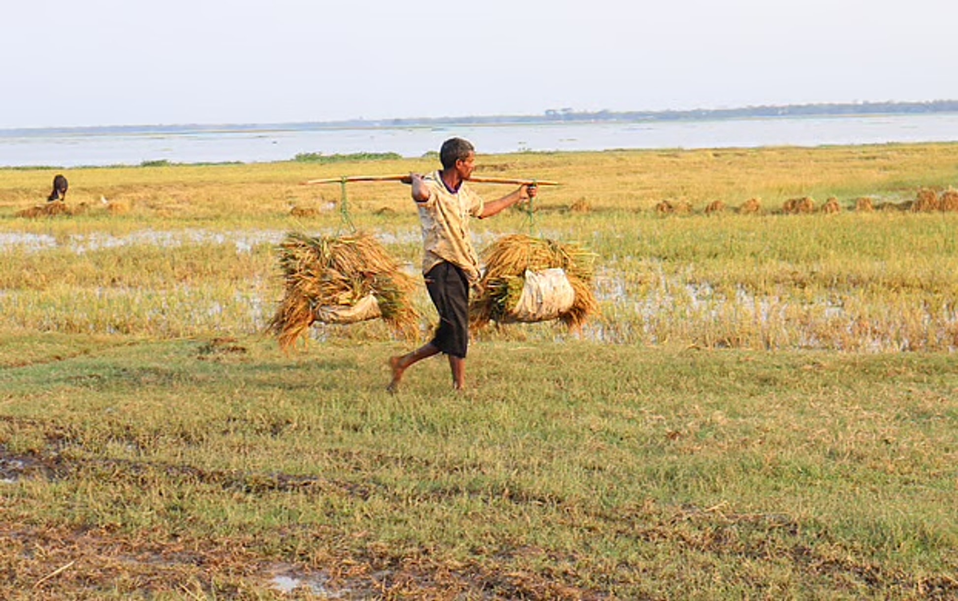 Floodwaters drown paddy as haor farmers in Moulvibazar sink deeper into debt