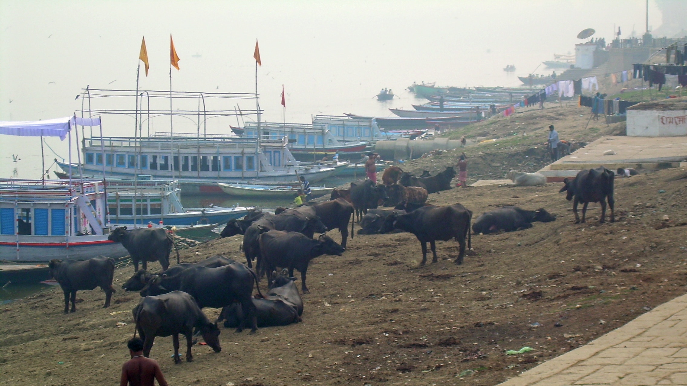 Several cows resting peacefully on the stone steps of a Varanasi bathing ghat by the Ganges.