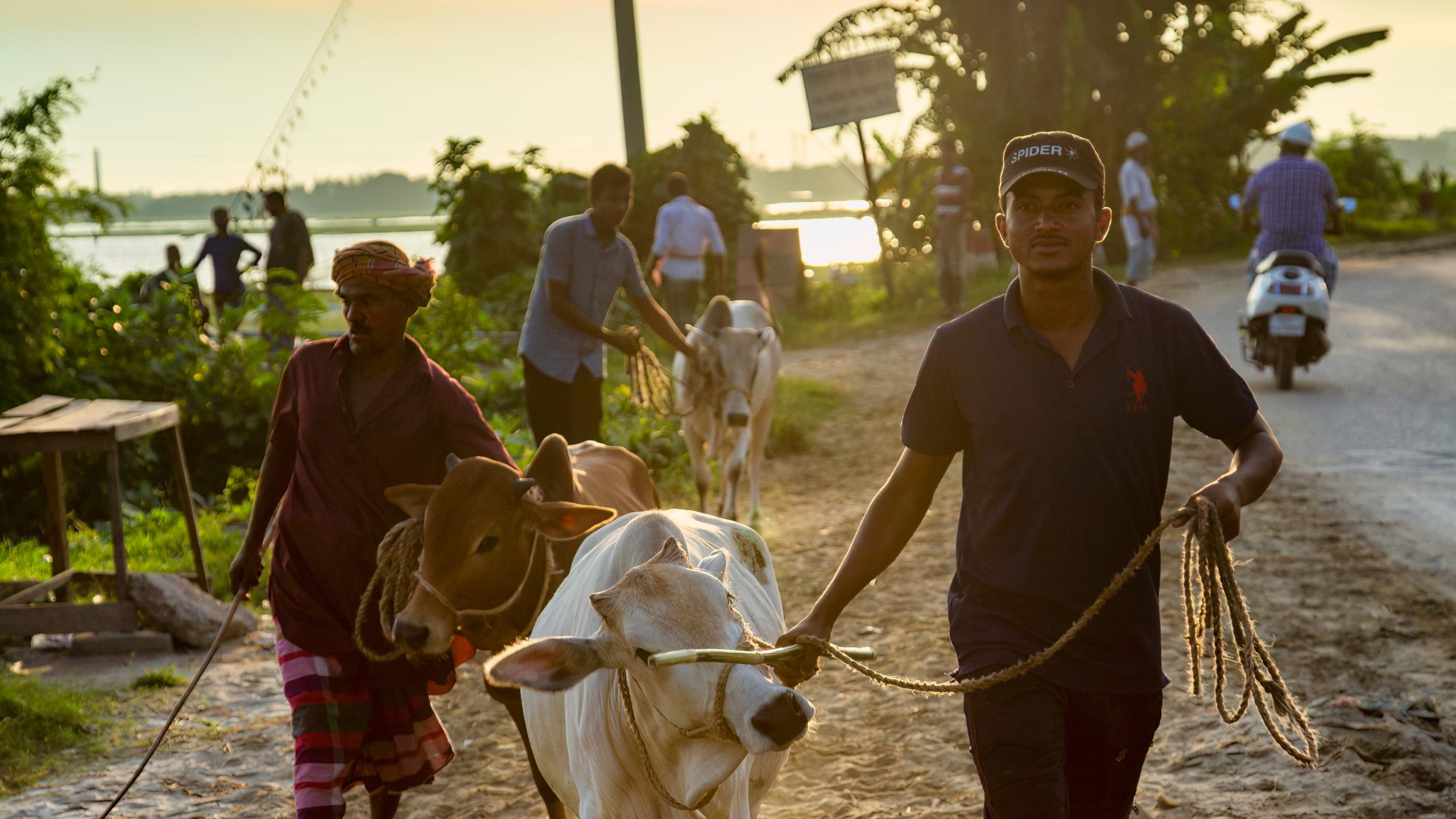At dusk a Bangladeshi farmer leads a white cow by a rope along a village path.