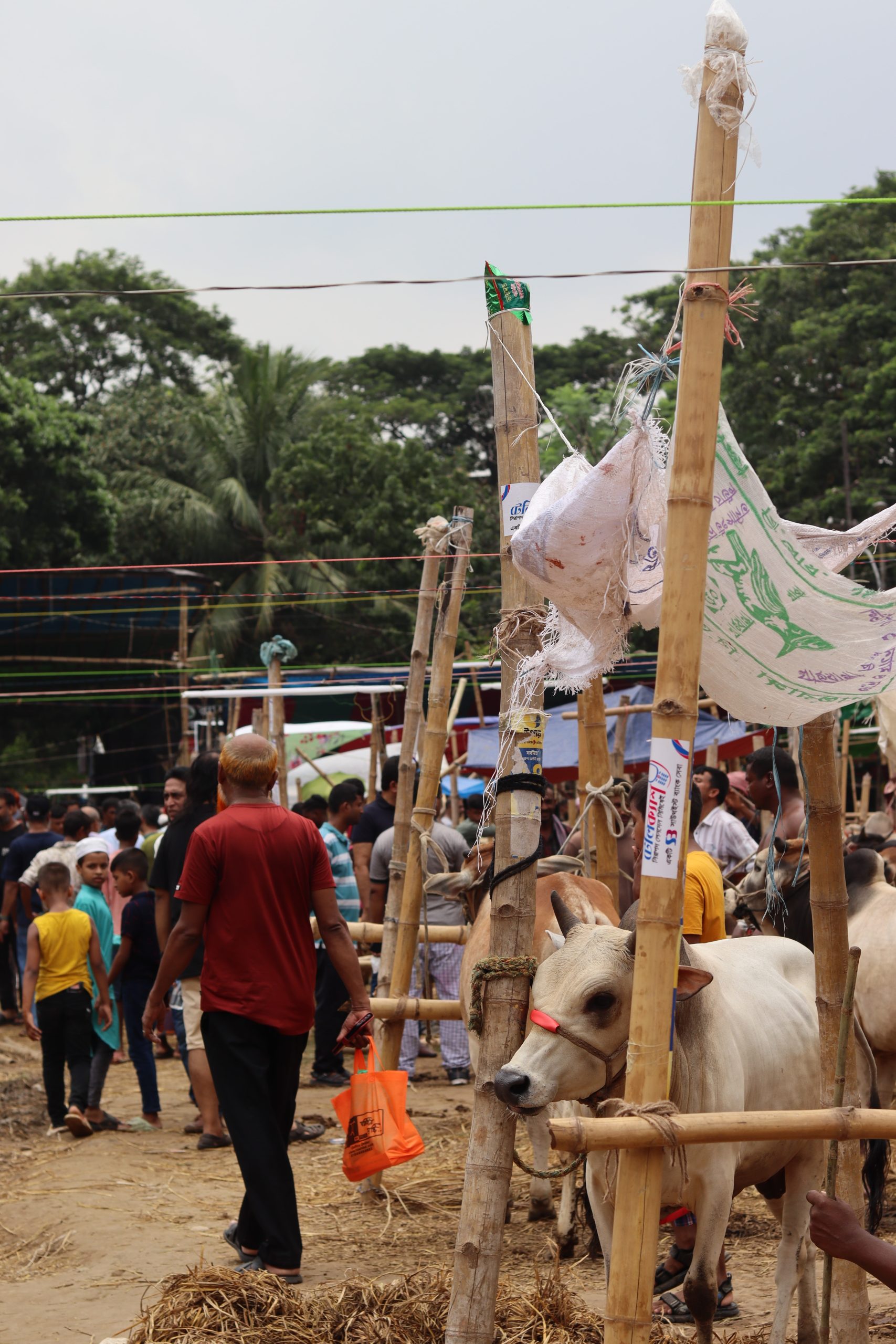Cattle and traders at an Eid al-Adha cattle market in Bangladesh.