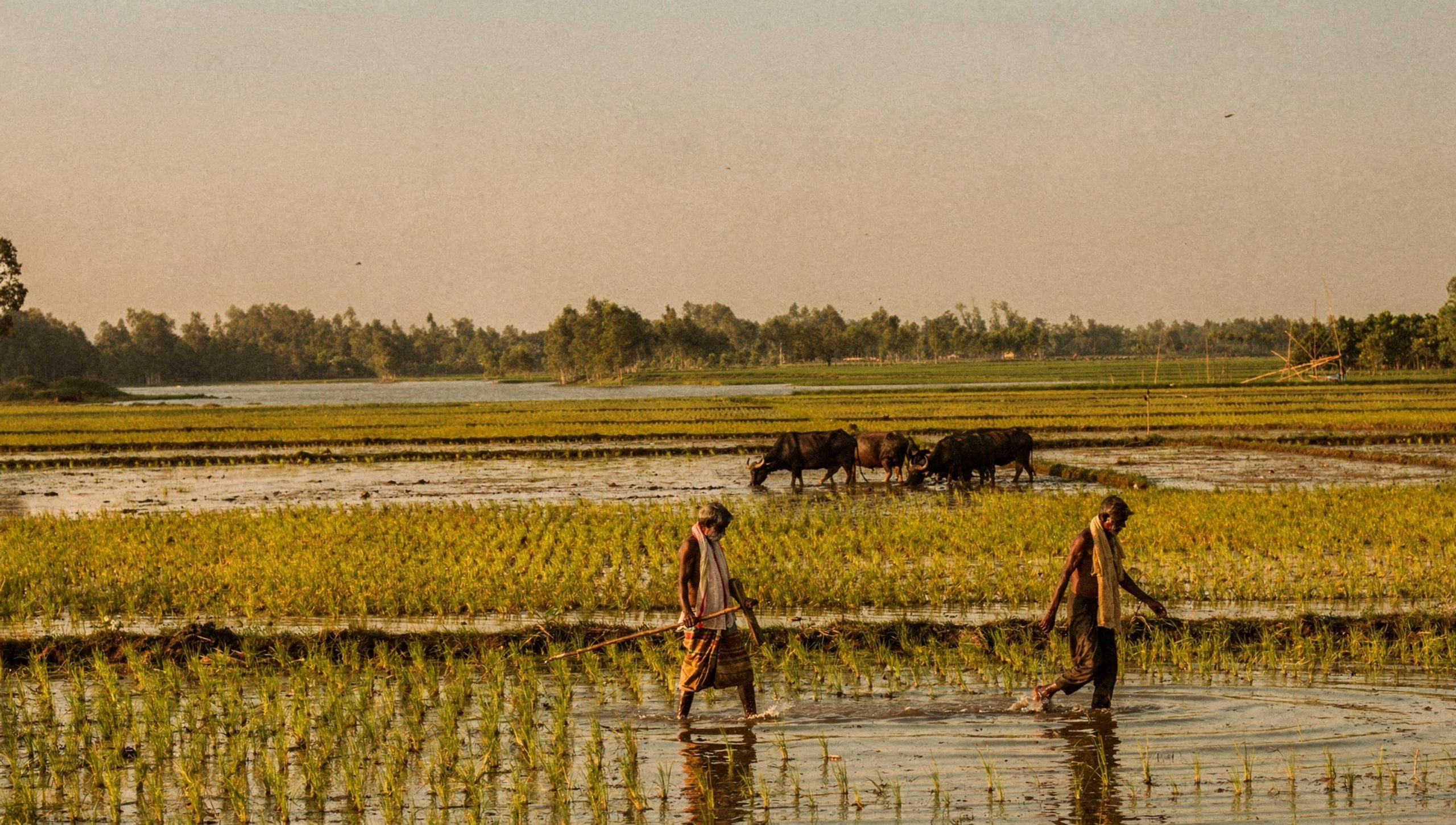 Bangladesh paddy field at golden hour exterior in Gobindaganj.