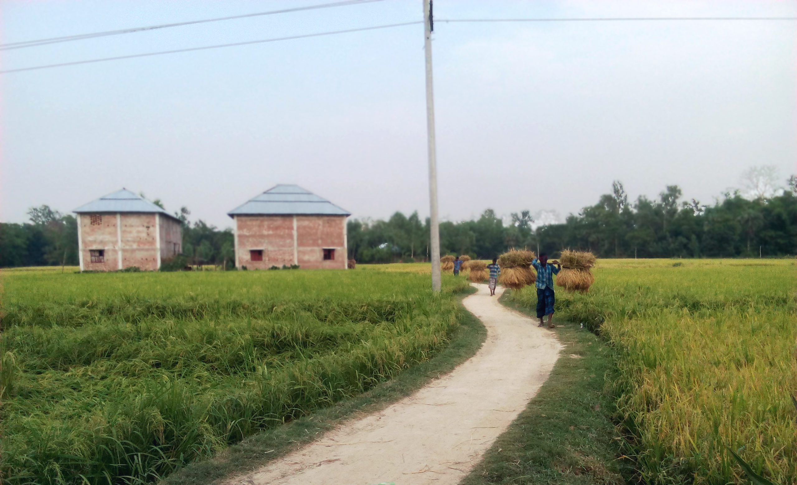 Farmers harvesting Boro paddy in northern Bangladesh — Shameem Reza, CC BY-SA 4.0, Wikimedia Commons