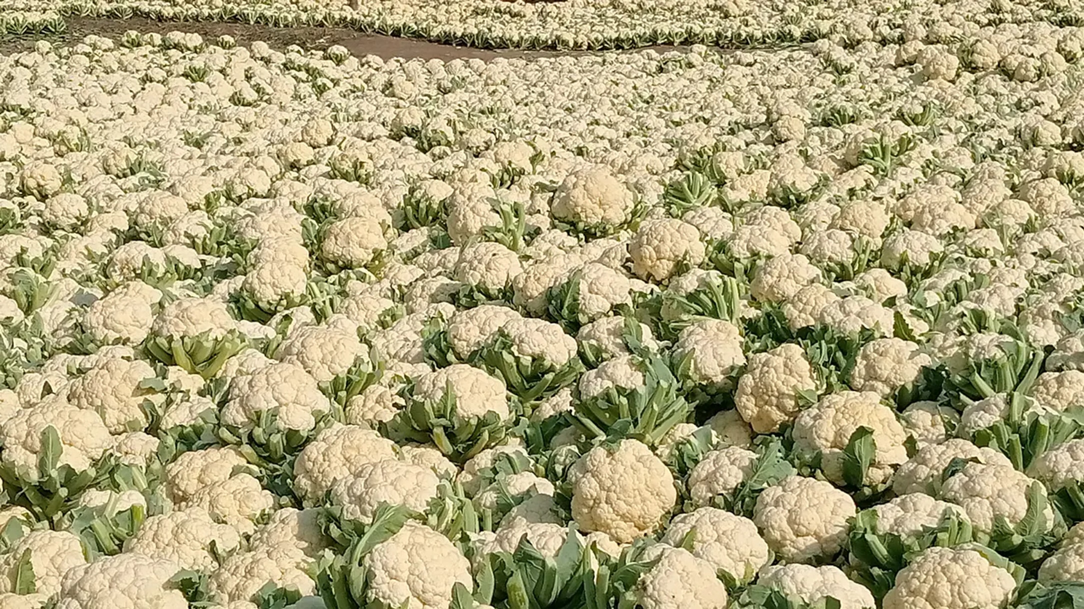 Cauliflower fetches 1.5 taka a kilo at Bogura's Mahasthan market amid cold snap