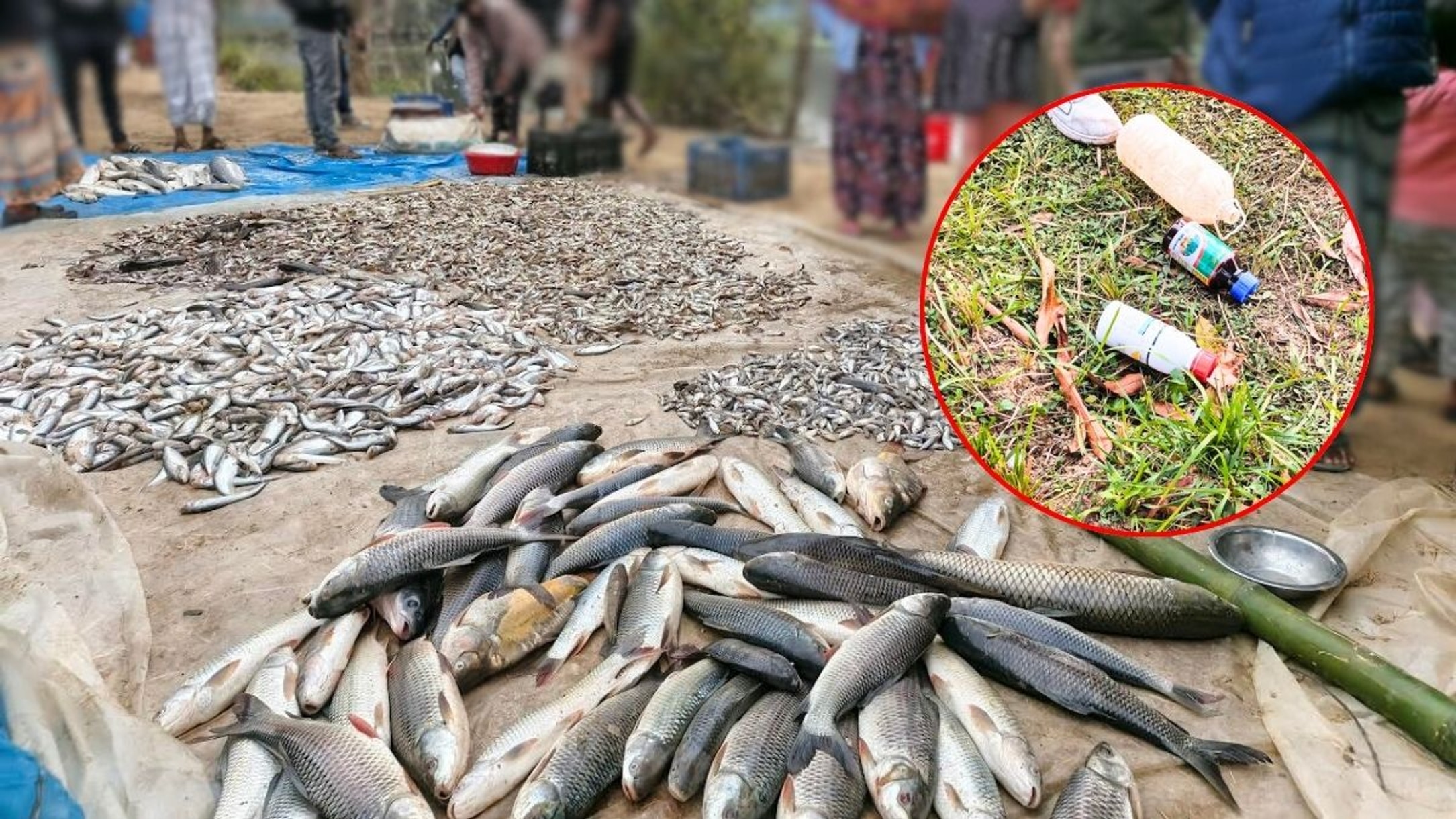 Pond poisoned in Natore, fish worth 35 lakh taka killed