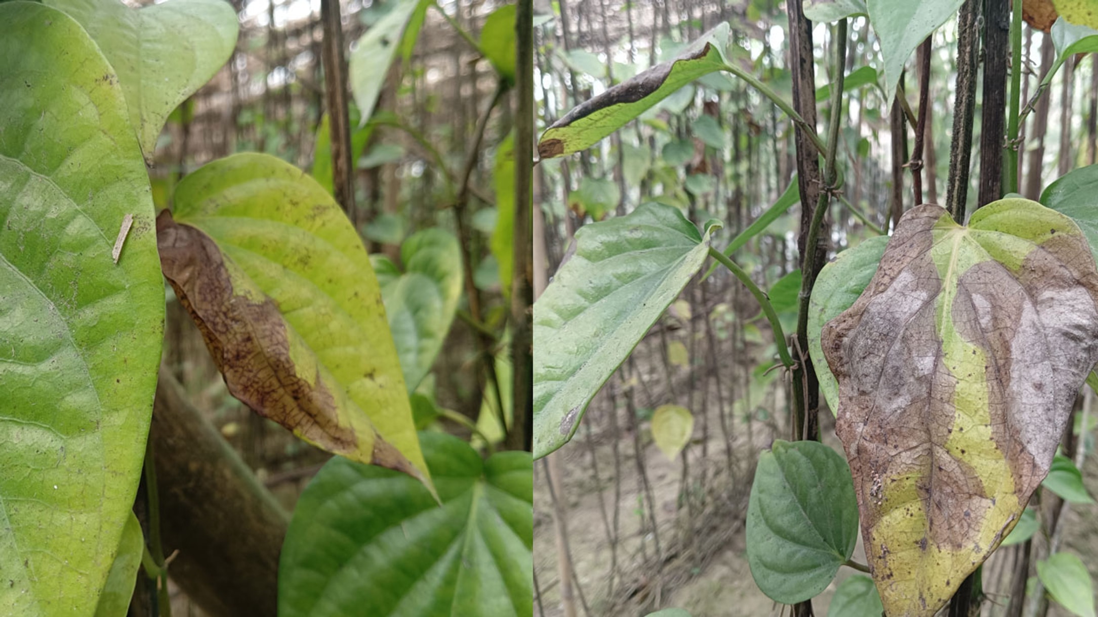 Cold injury damages betel leaf crops in Rajshahi's Mohanpur