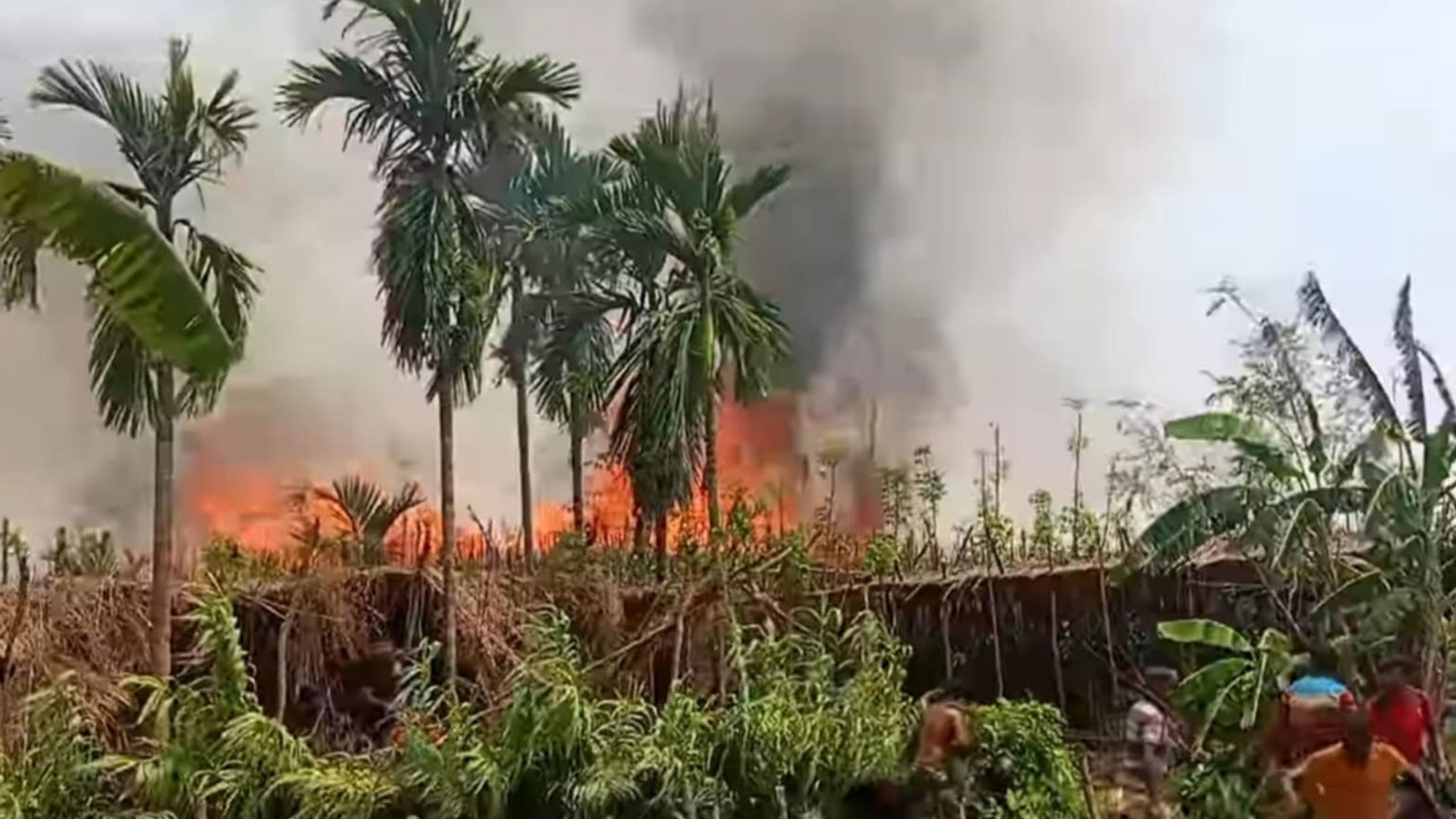 Fire destroys 36 bighas of betel leaf farms in Rajshahi's Bagmara