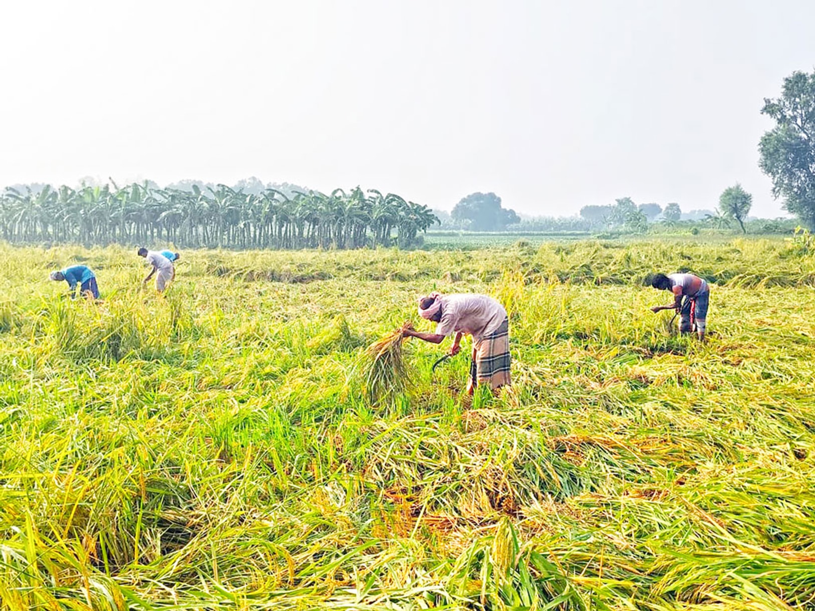 Unseasonal November rain destroys winter crops across Rajshahi farms