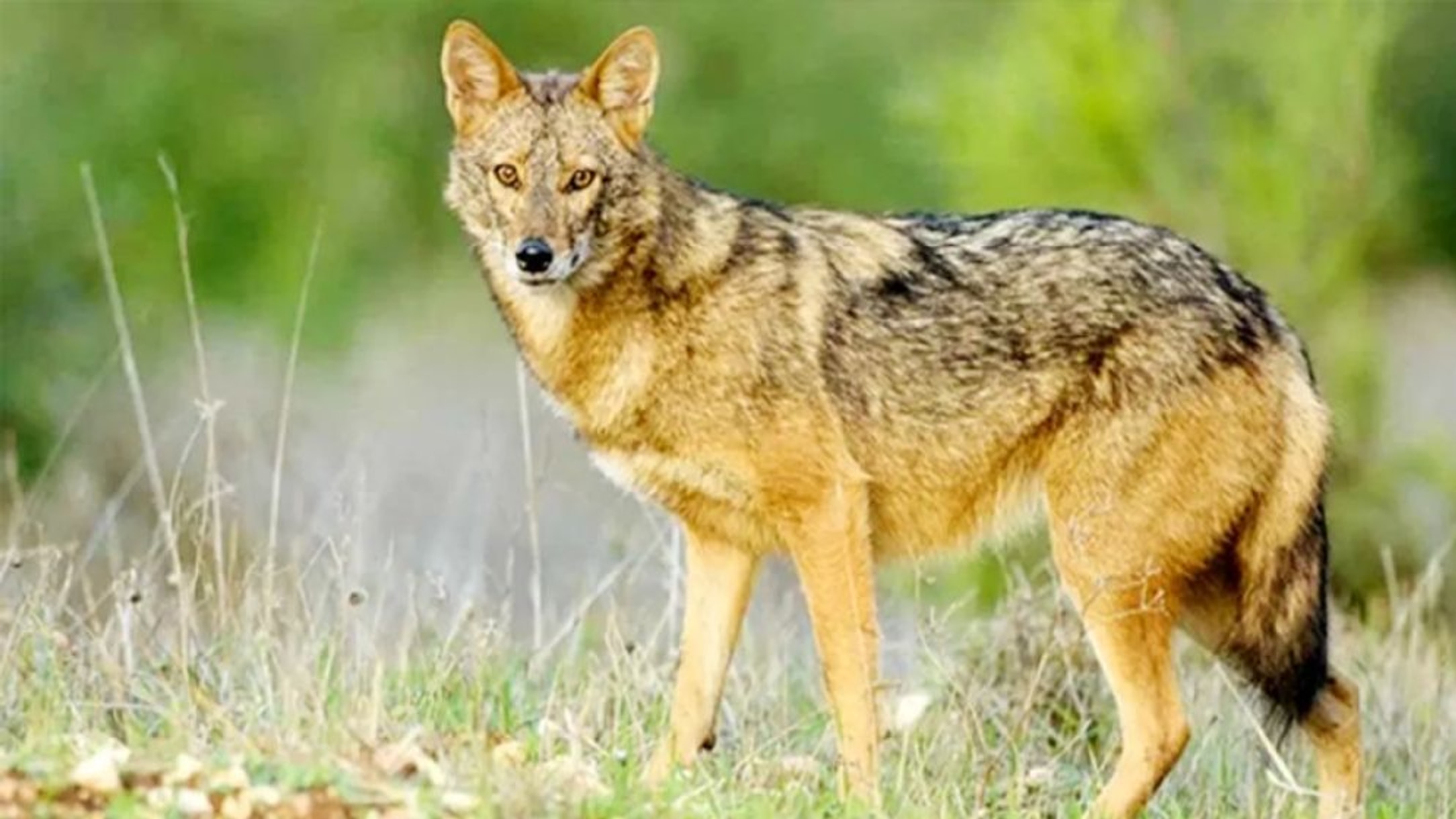 Jackal meat sold openly in Cumilla's Barura on claims of medicinal value