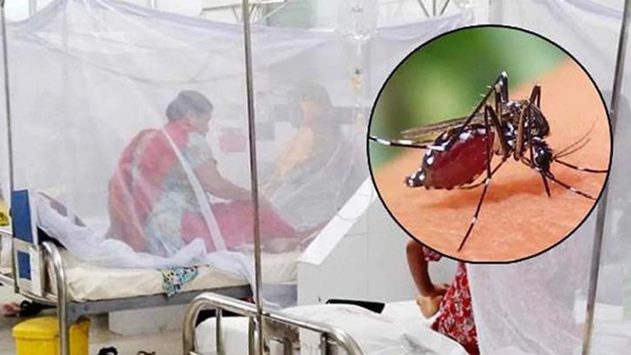 5 more die of dengue, 636 hospitalized in past day