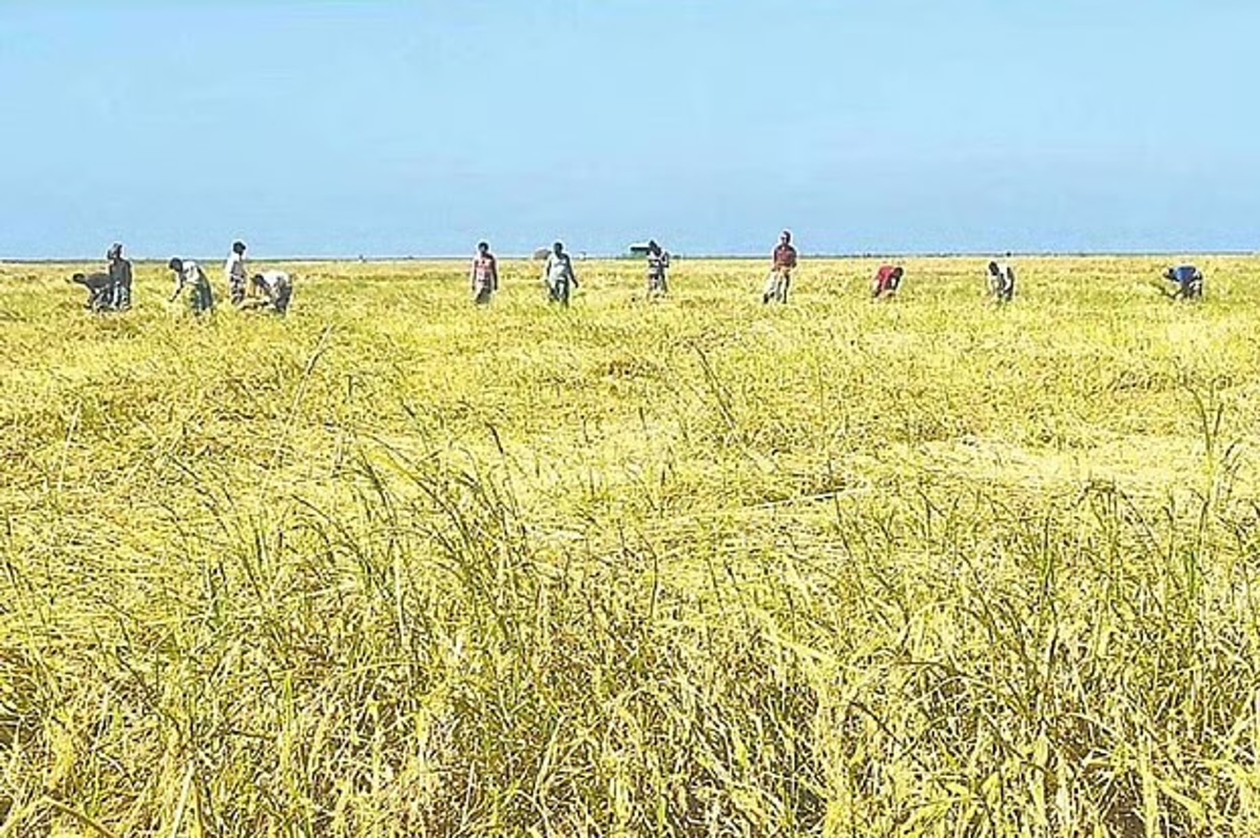 Golden aman paddy fills Sandwip's tidal flat in record harvest