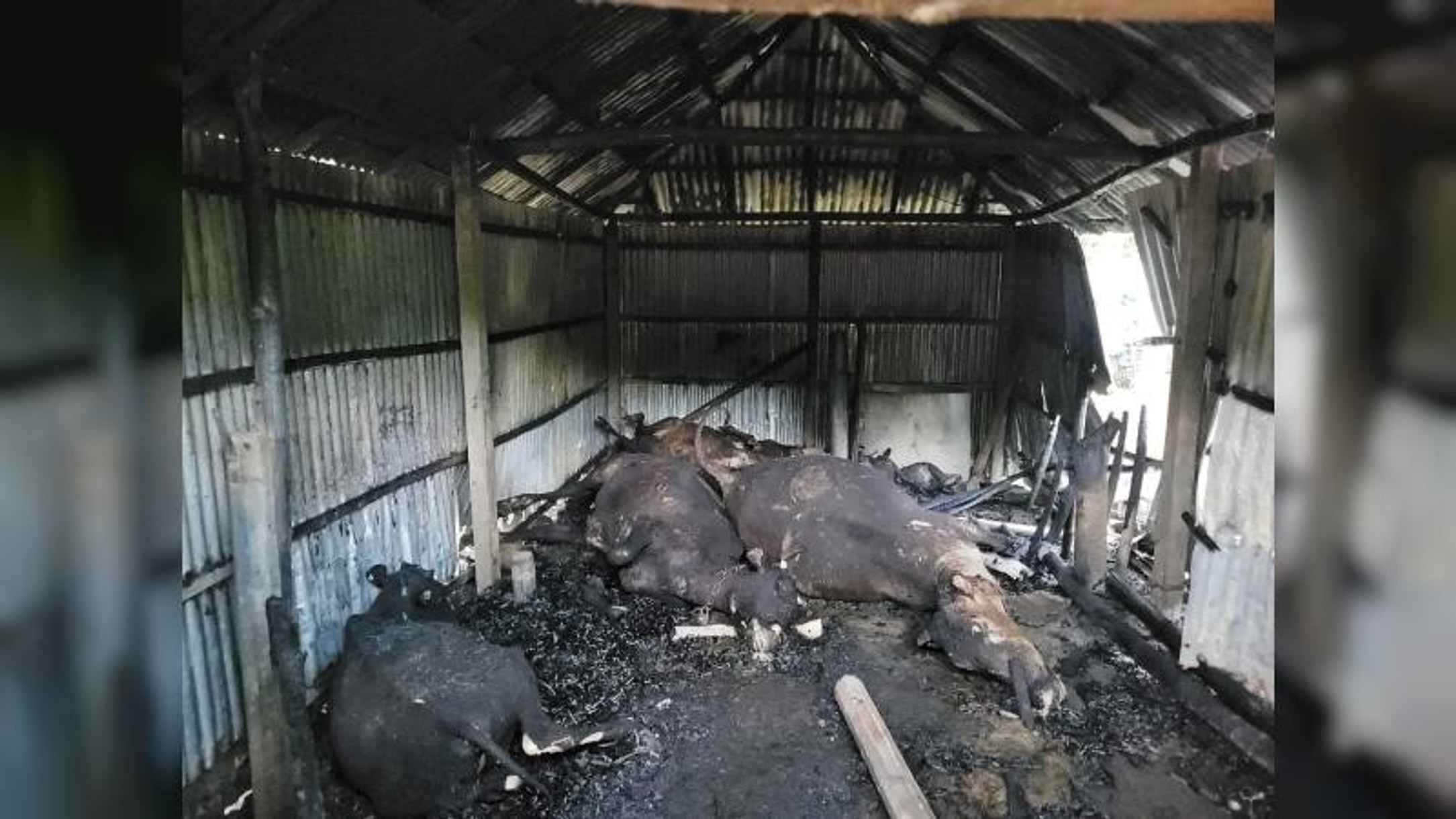 Mysterious fire kills 5 cattle on Jashore farm