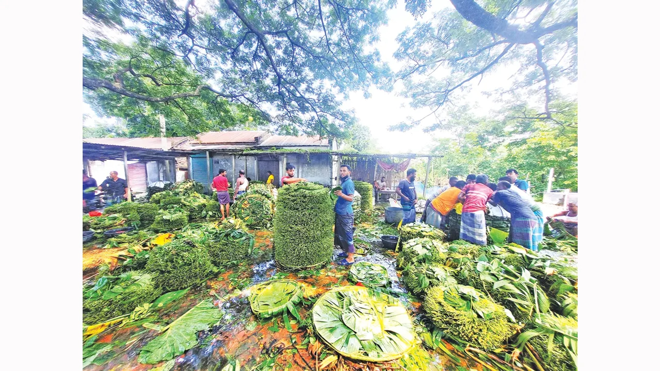 Bhairamara betel growers say price slump leaves them in ruin