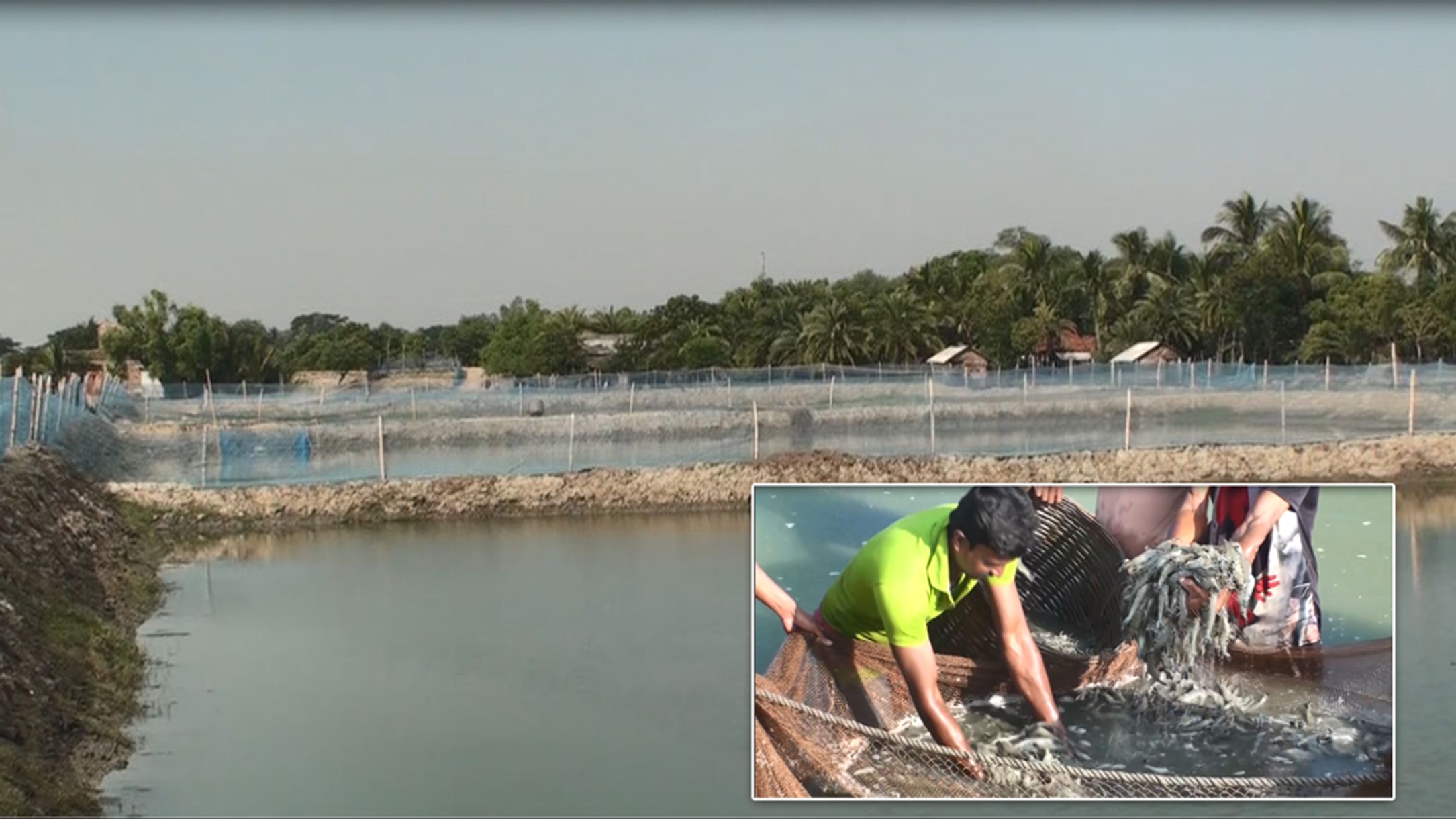 Improved traditional method lifts shrimp farmers' fortunes in Satkhira