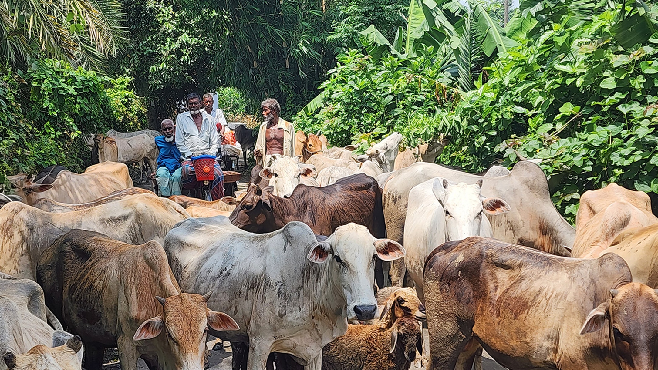 Jhenaidah farmer becomes millionaire raising cattle