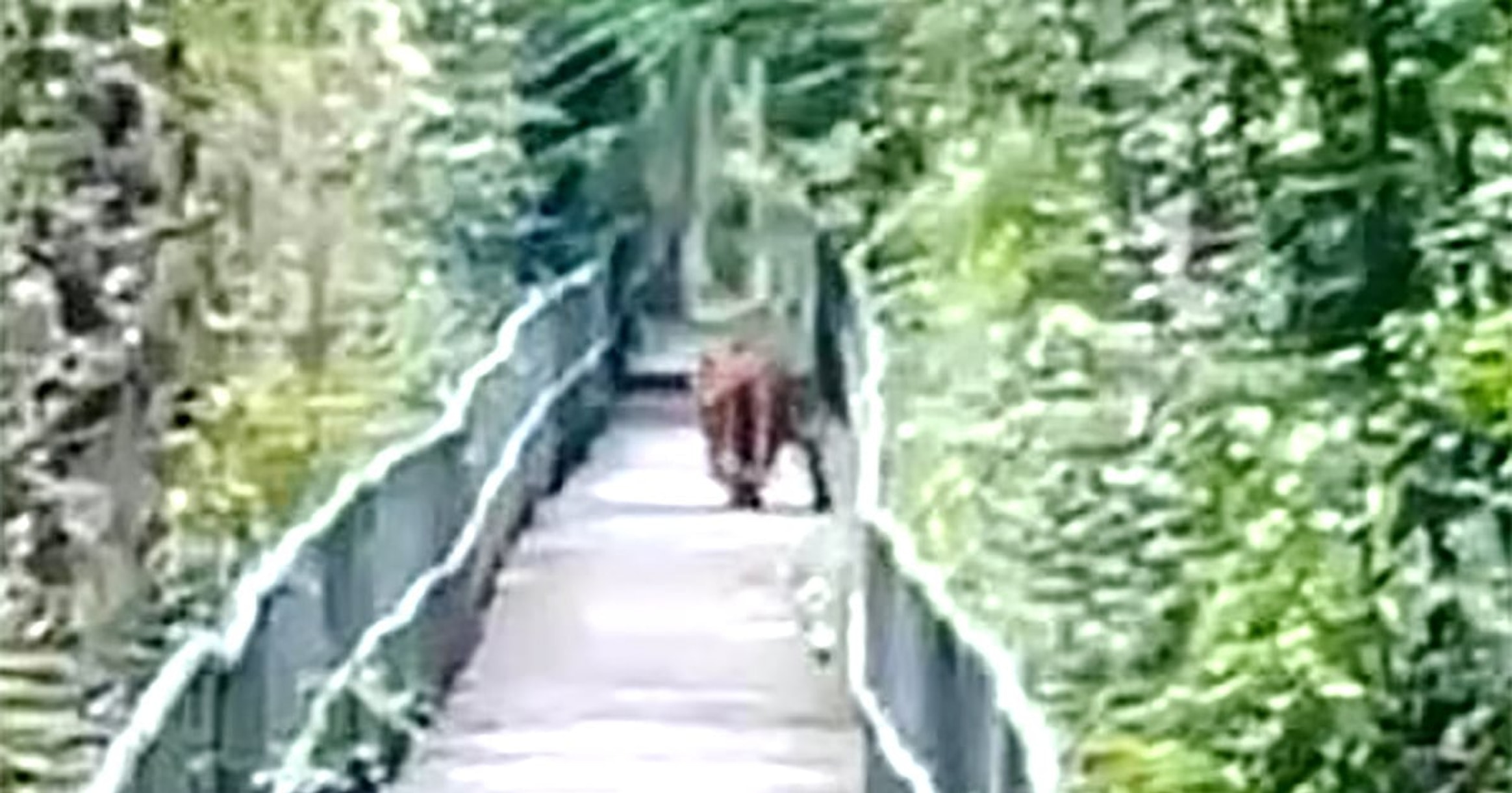 Royal Bengal tiger spotted on Sundarbans foot trail
