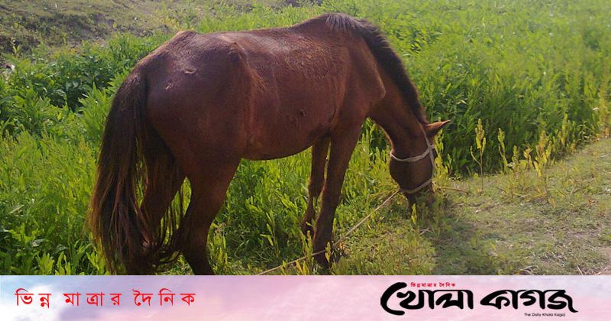 3 killed, 12 hurt in bus-truck collision in Tangail