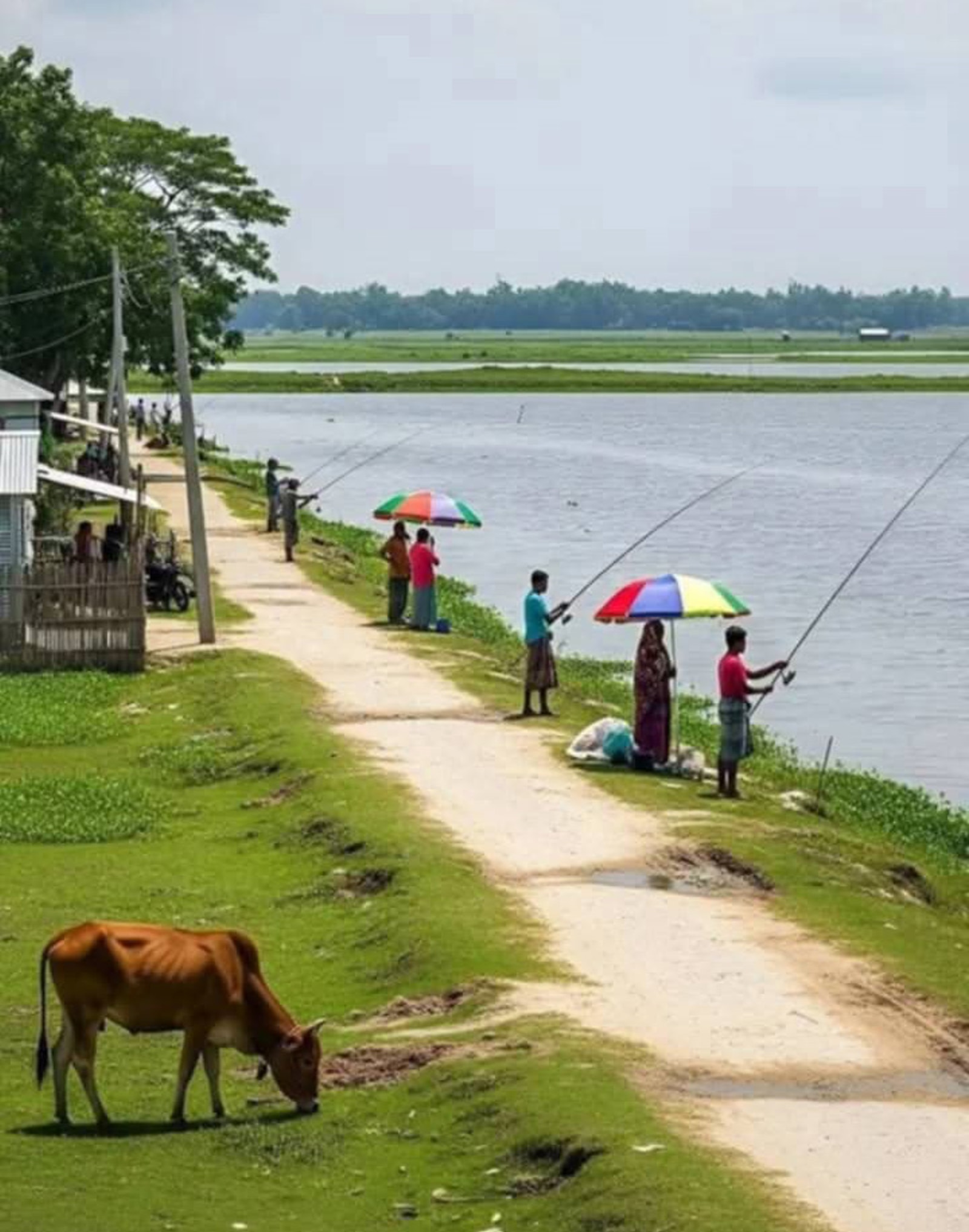 Bamboo-rod fishing, once a rural tradition, fades from Kurigram waterways