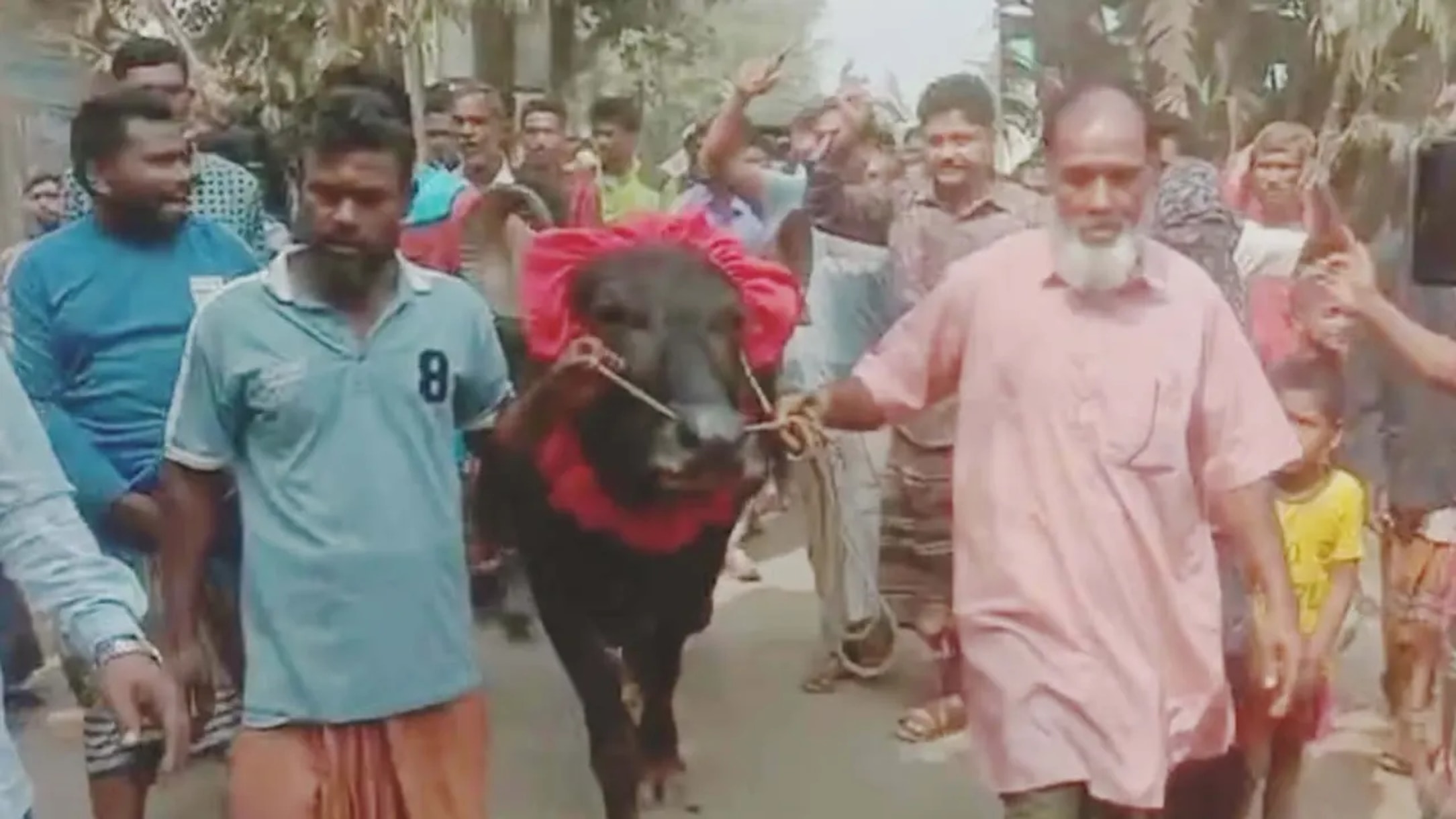 নলিতাবাড়িতে বাজি জেতা মহিষ ফেরত দিলেন বিএনপি সমর্থক