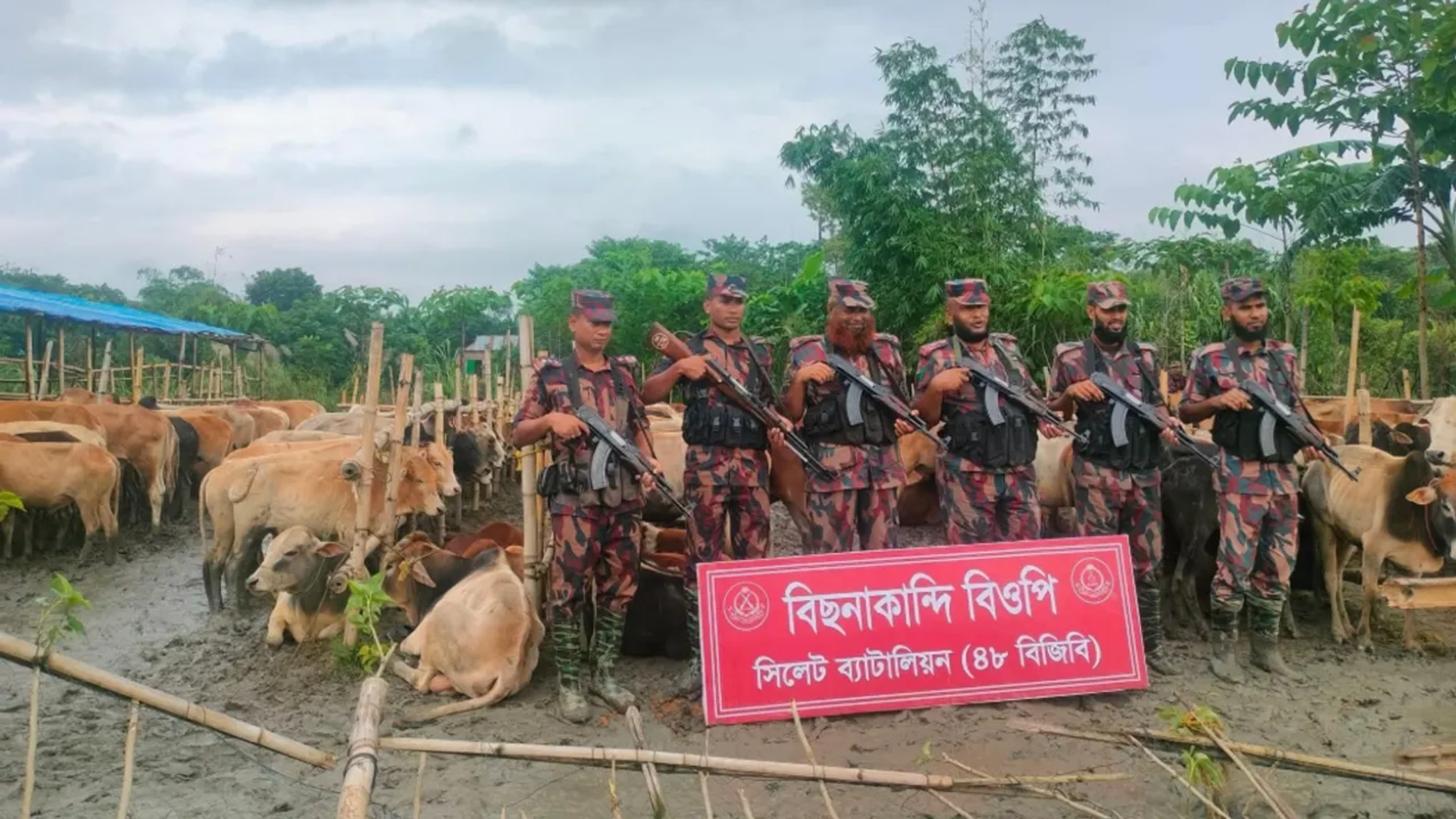 BGB seizes 237 Indian cows, 42 buffalo at Goyainghat border