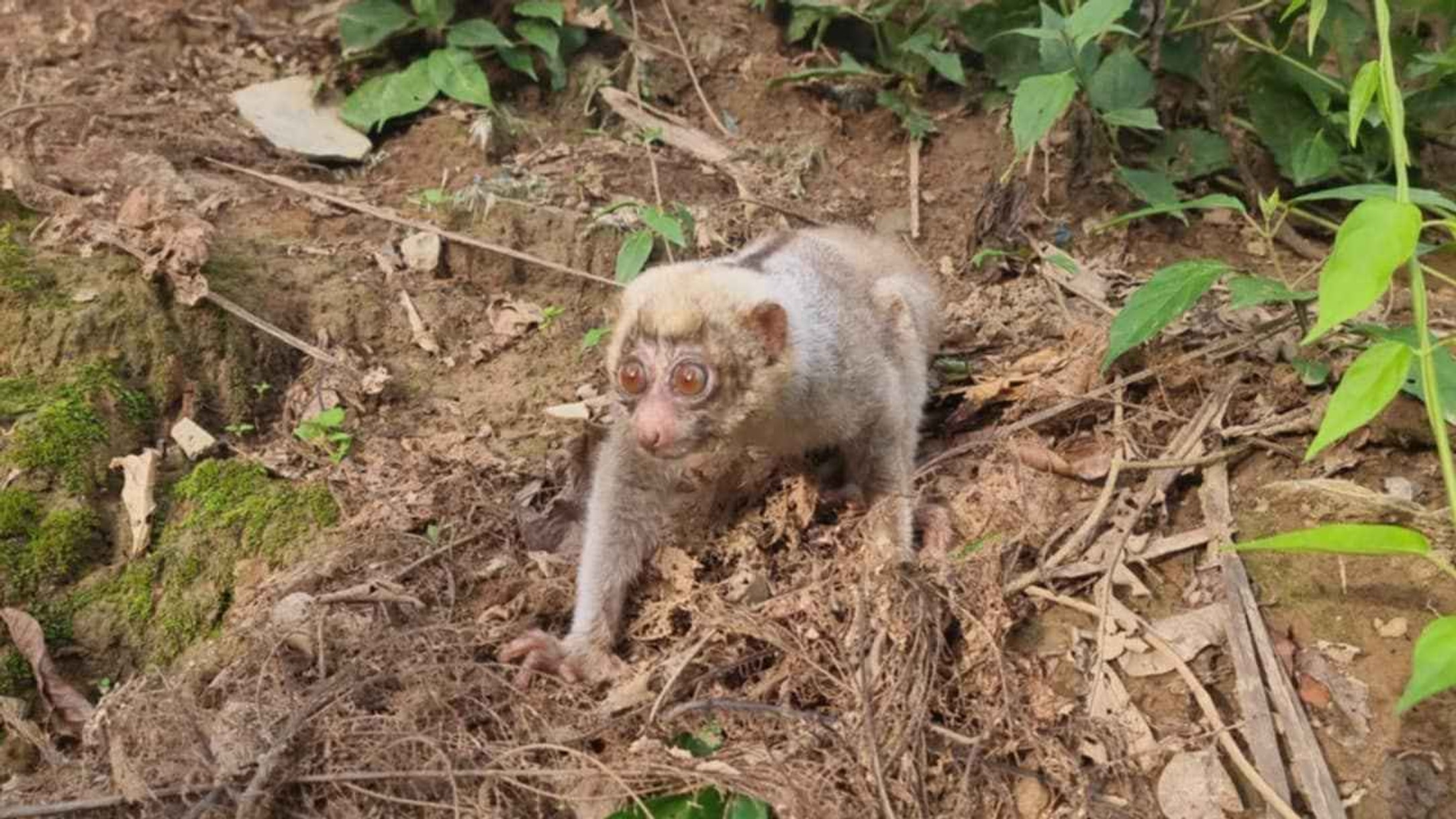 লোকালয়ে লজ্জাবতী বানর