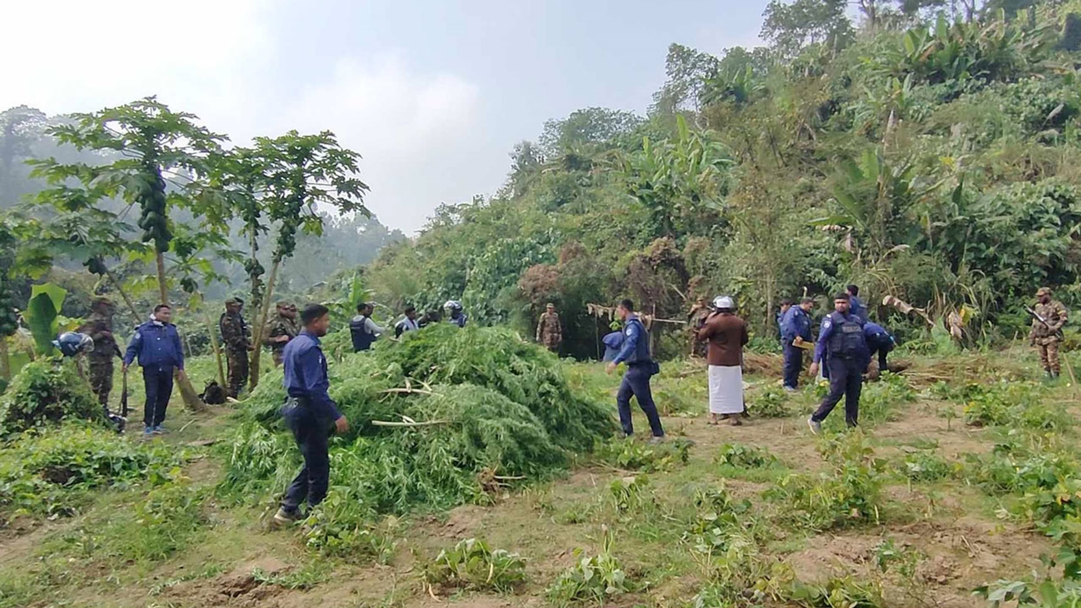 খাগড়াছড়ির গুইমারায় দুই একর জমিতে গাজা চাষ!