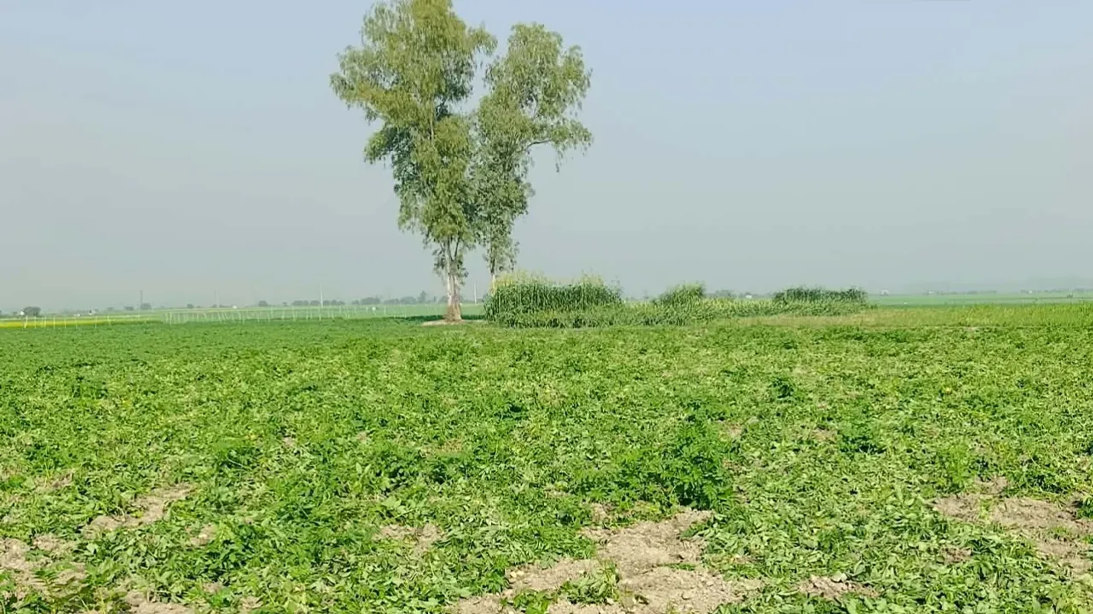 কৃষকের আলুগাছ উপড়ে ফেলল দুর্বৃত্তরা!