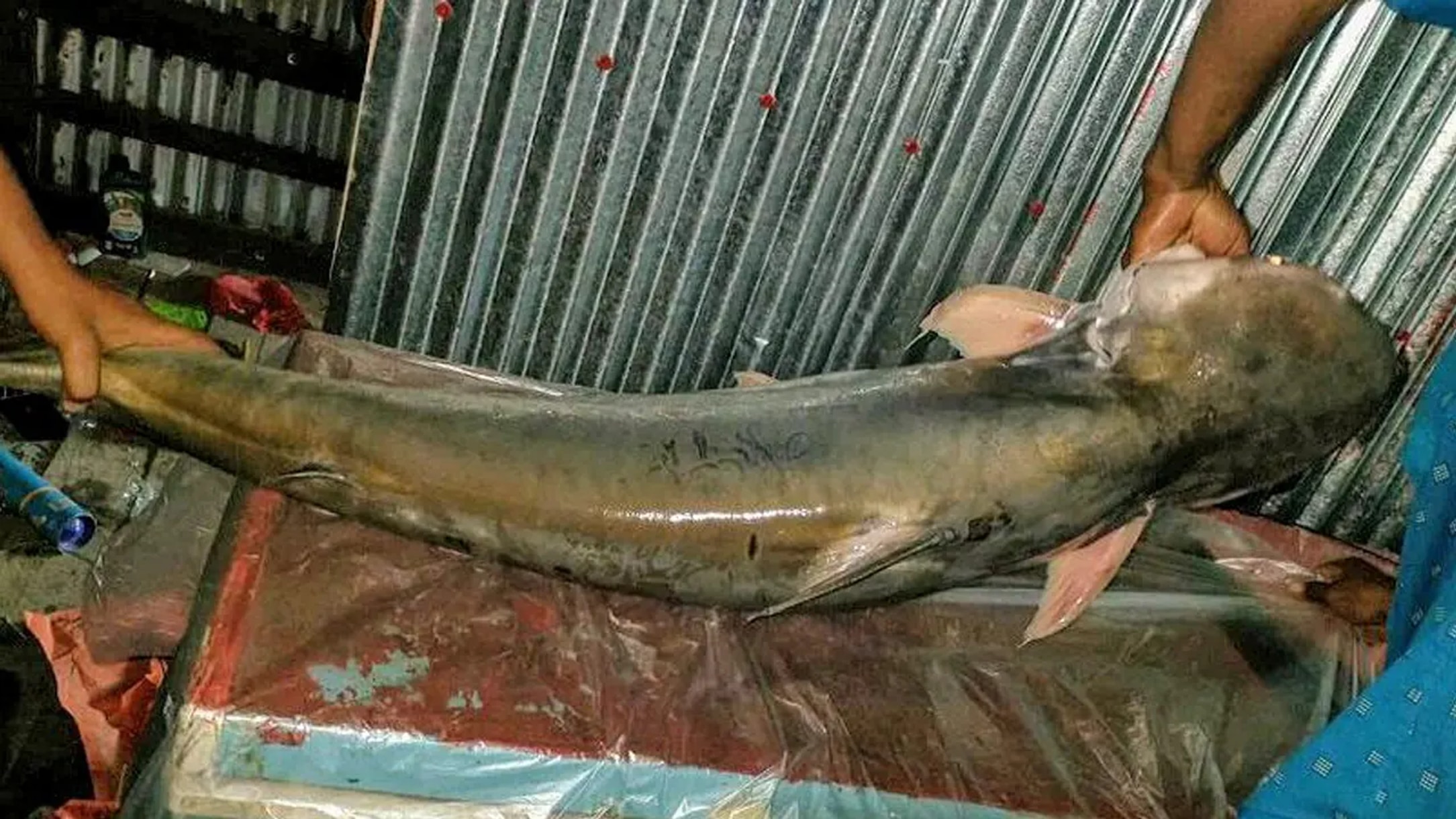 এক পাঙাস সাড়ে ২৩ হাজারে বিক্রি