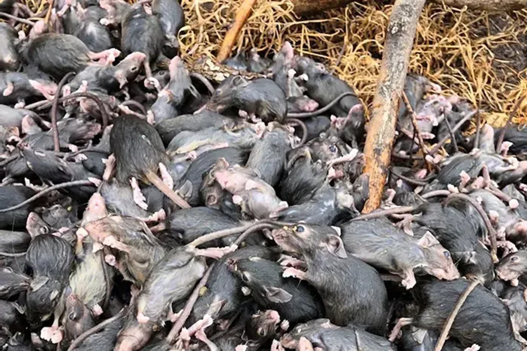 Mouse plague torments Australia