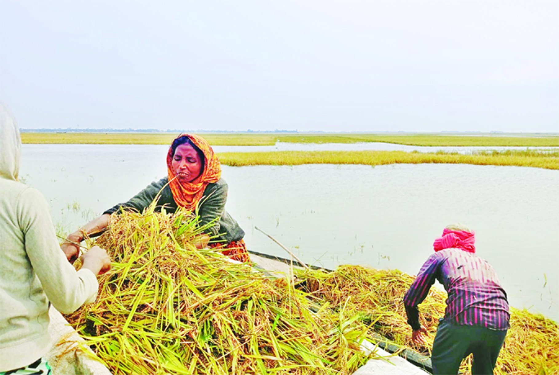 Heavy rains threaten Bangladesh rice yields