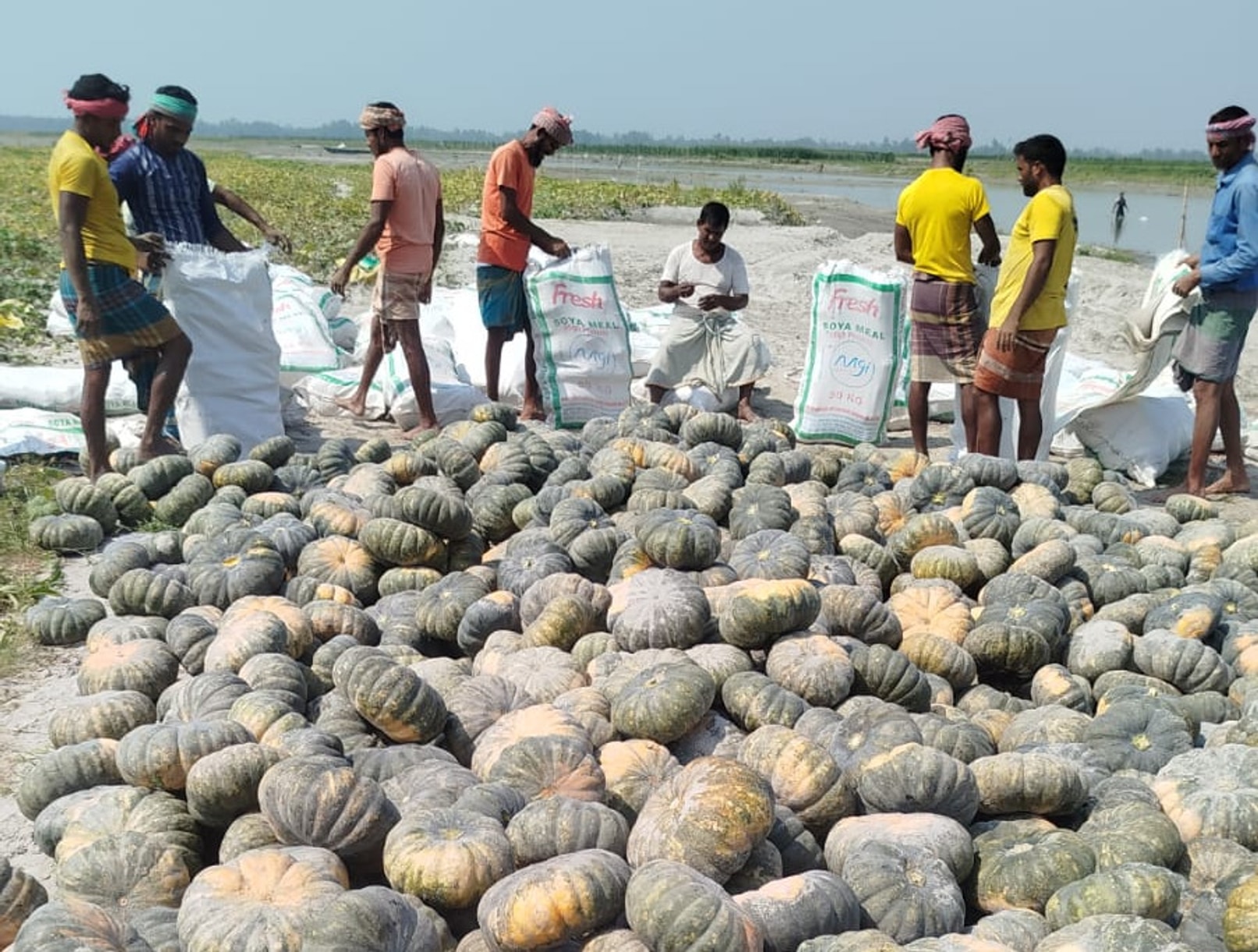 Sweet pumpkin yields lift farmers along Tista riverbed in Rangpur