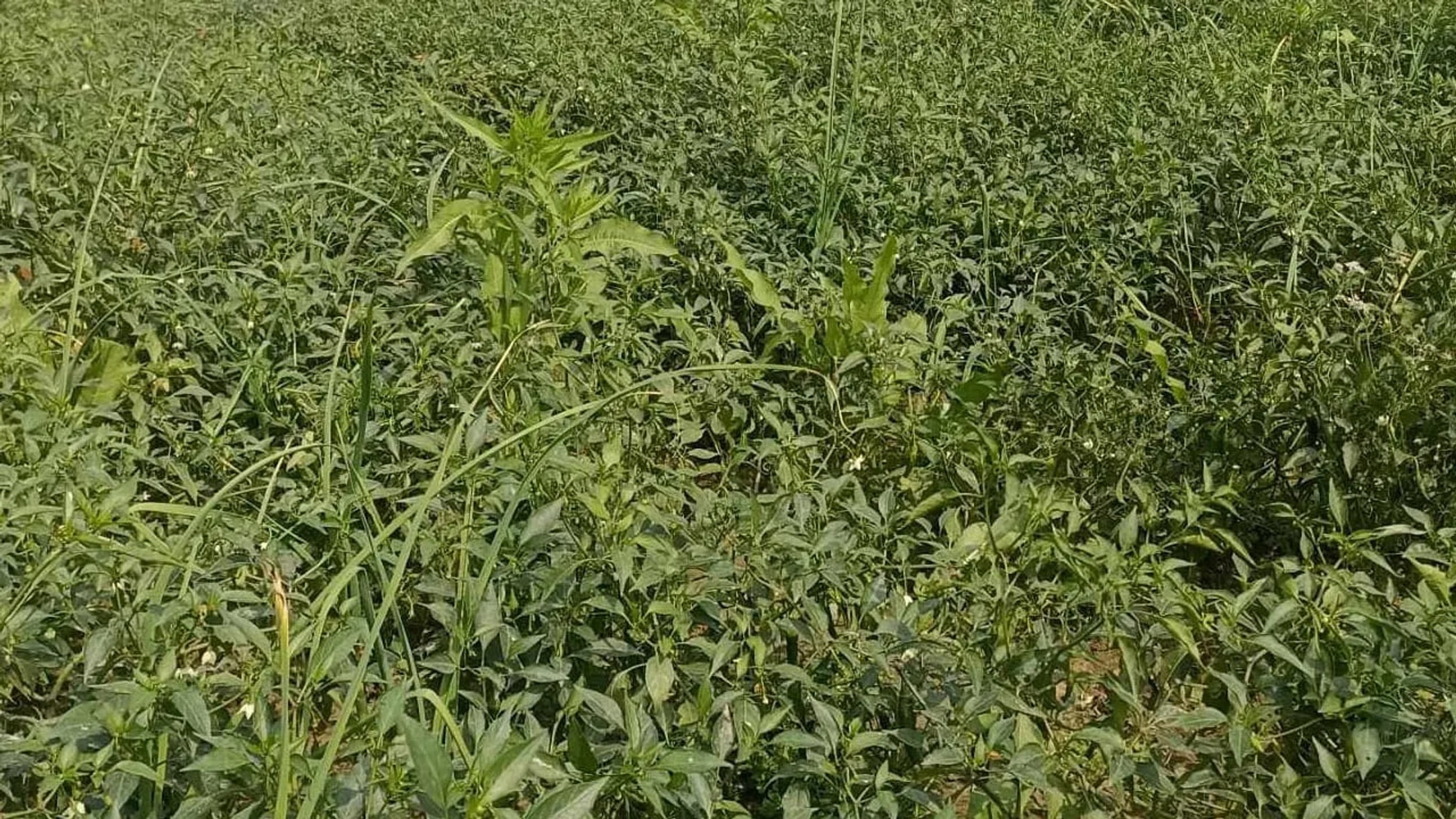 Hailstorms damage chili, onion crops on Tista chars in Kurigram