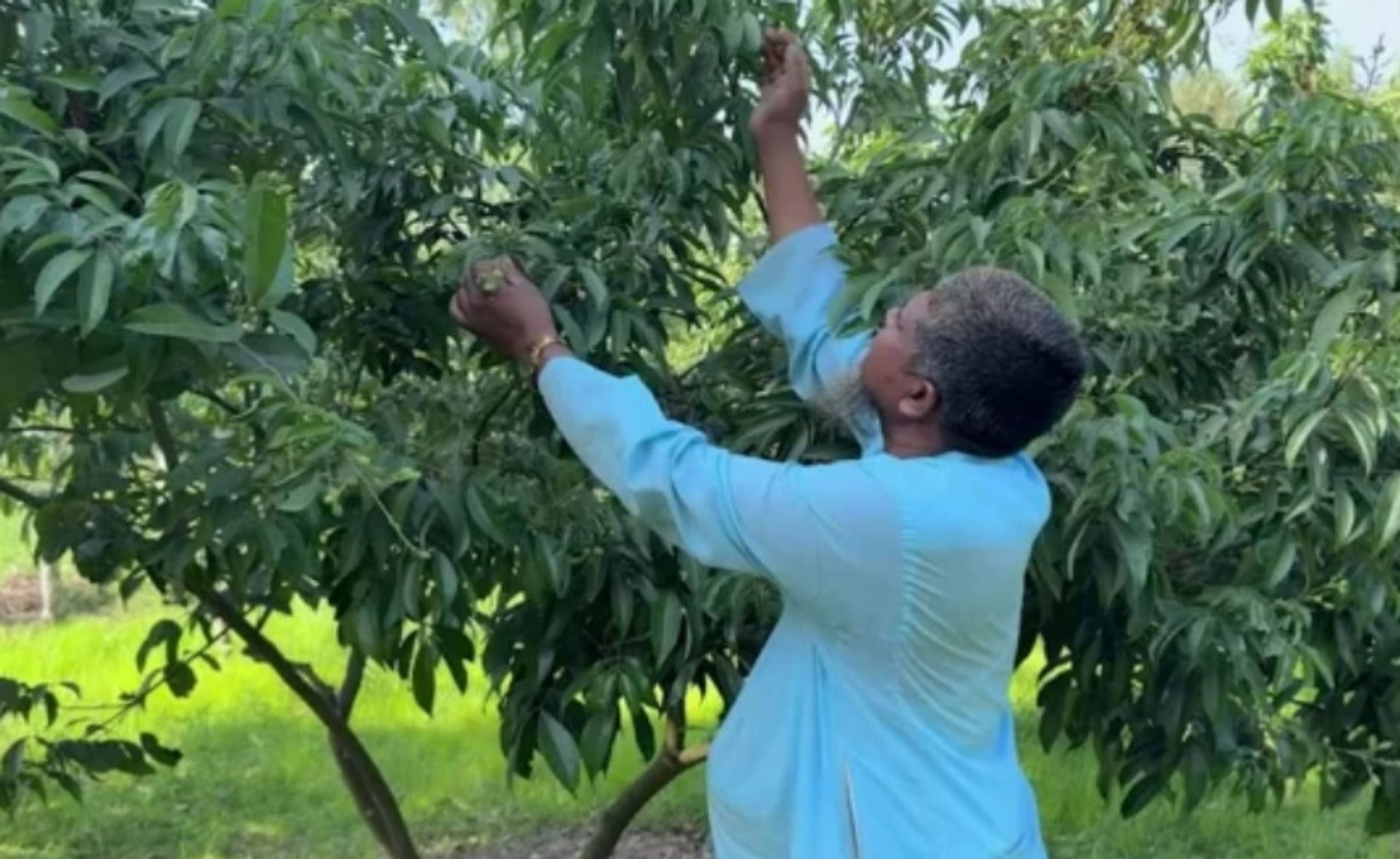 প্রতিকূল আবহাওয়ায় লিচু চাষির সেই আশায় গুঁড়েবালি