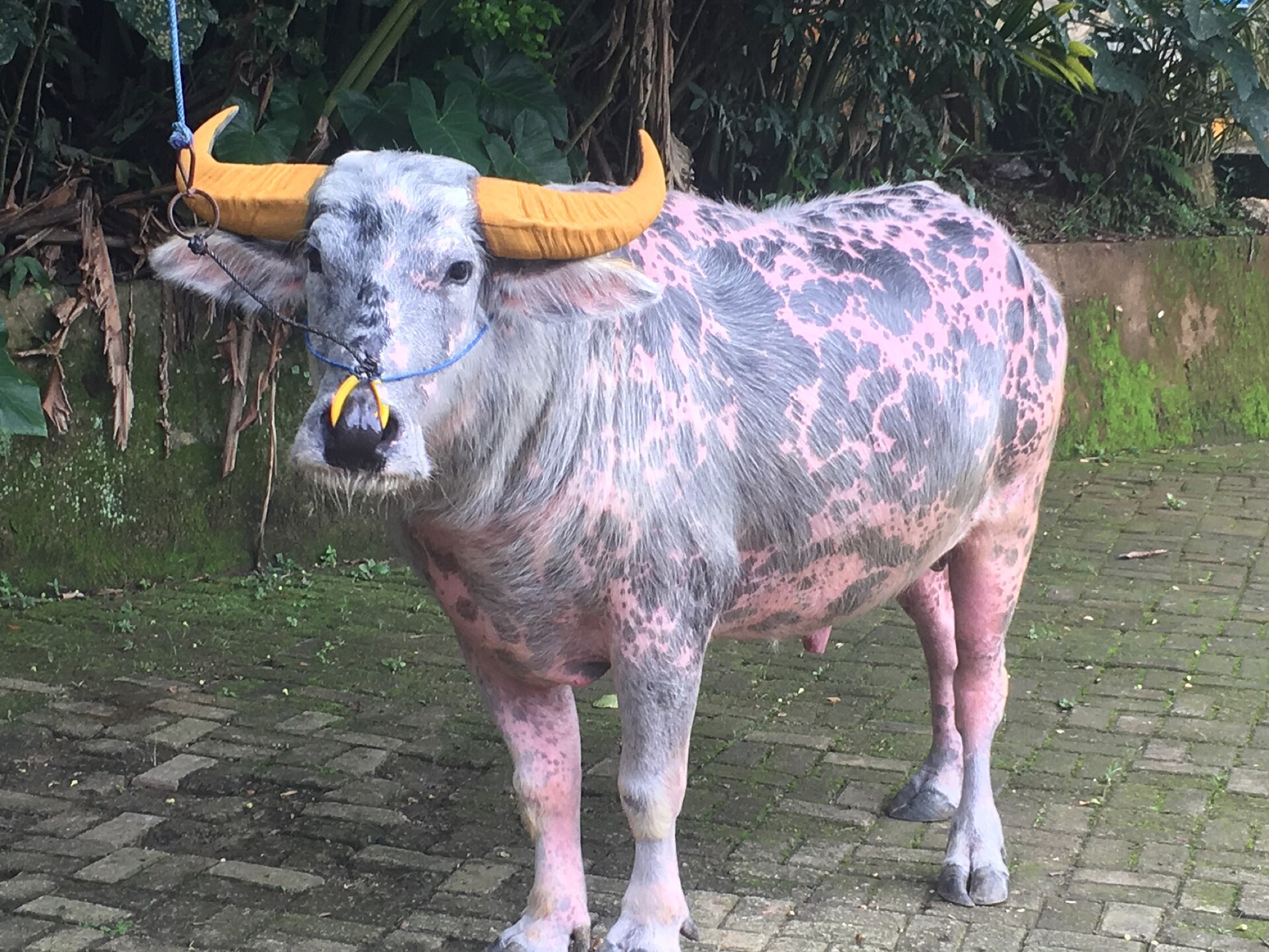 একটি সাদা অ্যালবিনো মহিষ — প্রতীকী ছবি