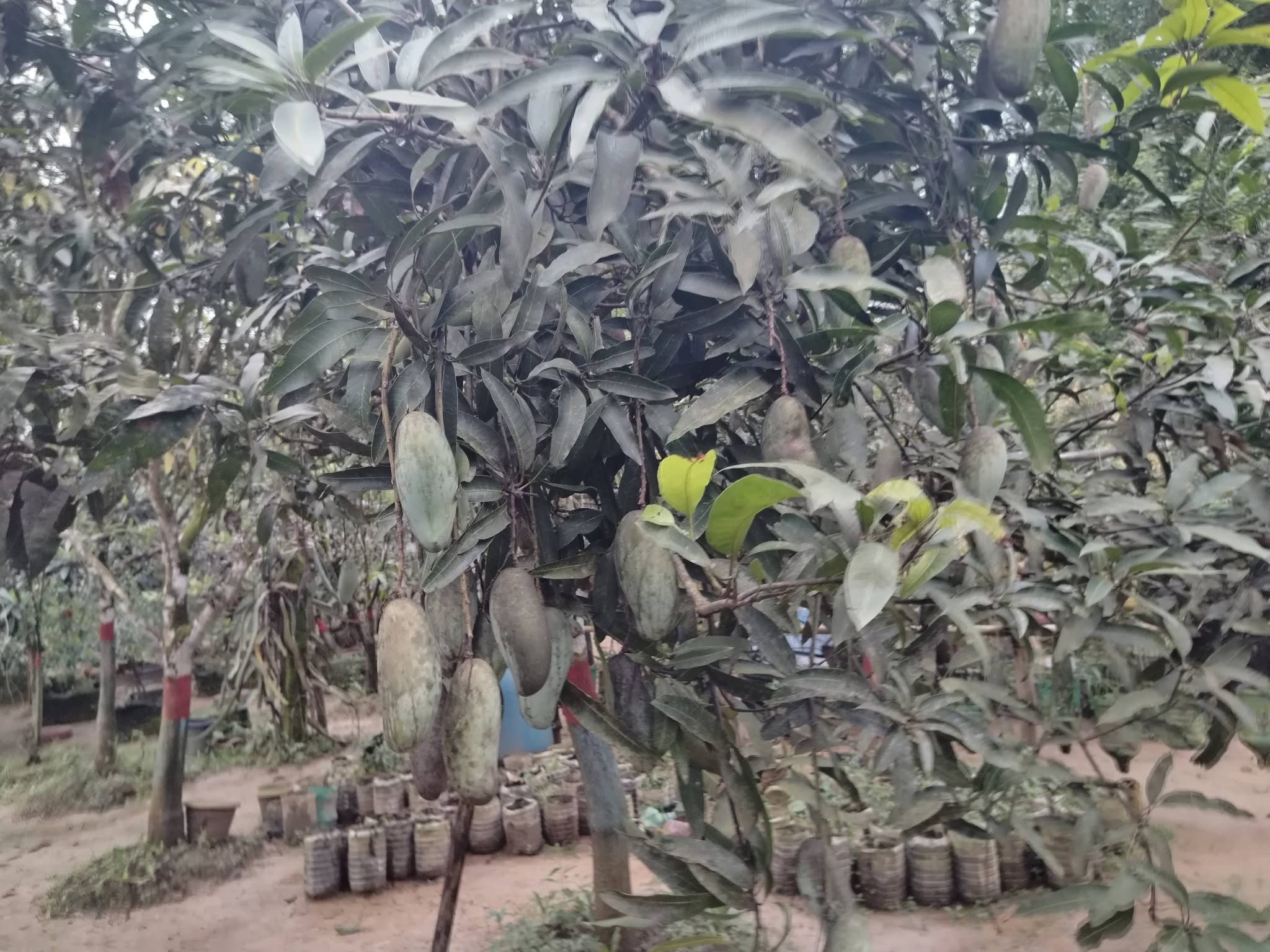 এক পাহাড়ে ৫০ জাতের আম, শিক্ষকের নীরব বিপ্লব