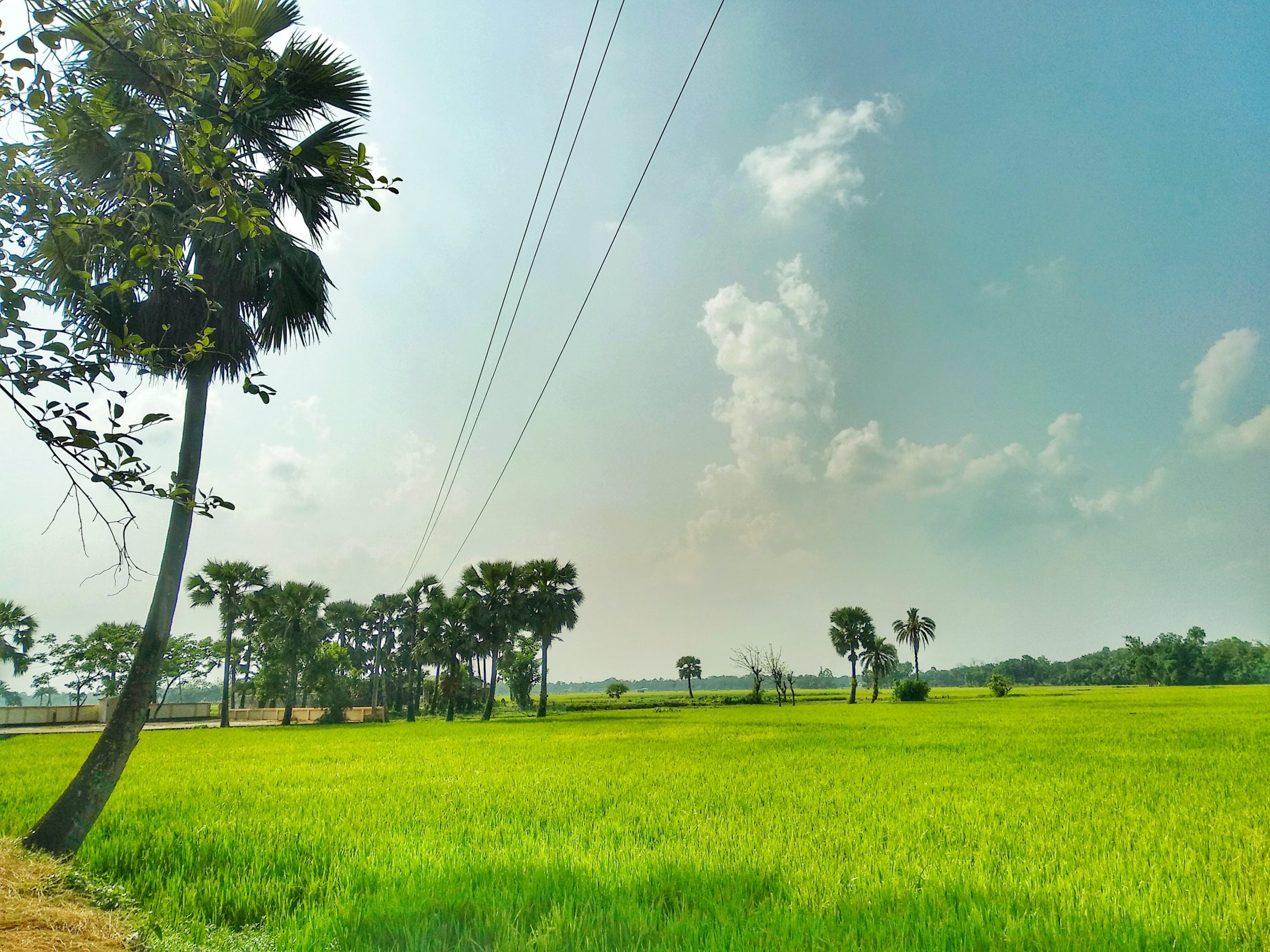 একটি ধানখেত — প্রতীকী ছবি